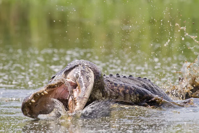 MacStone_Florida_Everglades-9807.jpg
