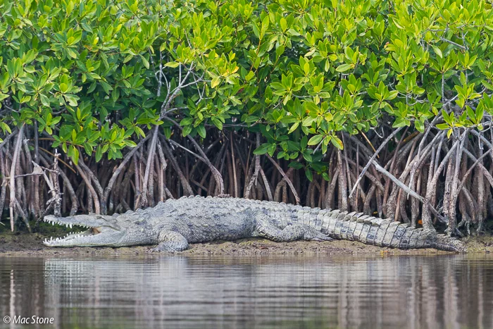 MacStone_Florida_Everglades-0275.jpg