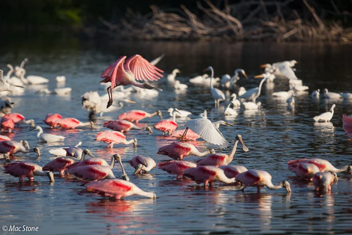 MacStone_Florida_Everglades-0397.jpg