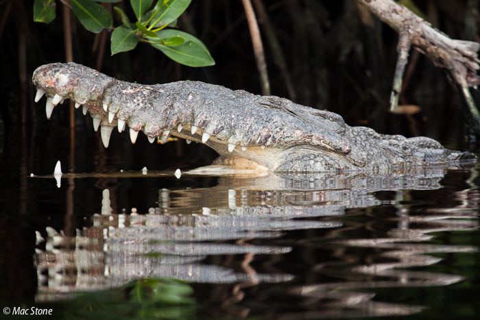 MacStone_Florida_Everglades-0289.jpg