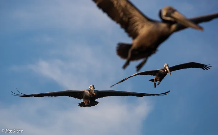 MacStone_Florida_Everglades-0685.jpg