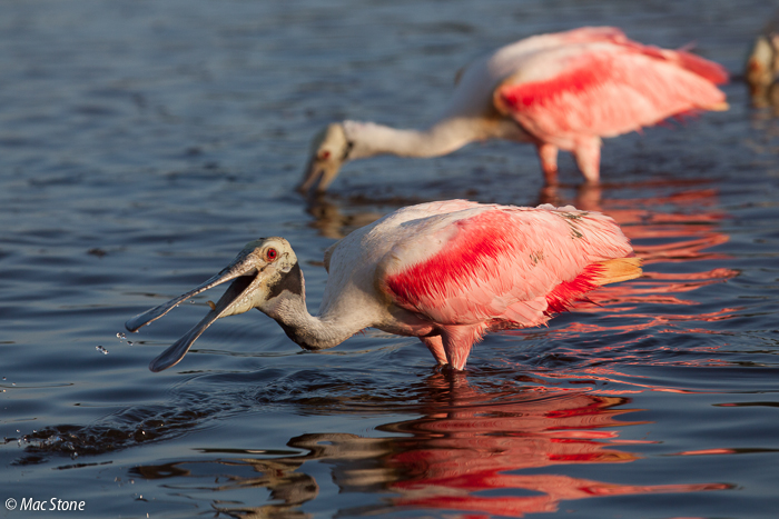 MacStone_Florida_Everglades-0680.jpg