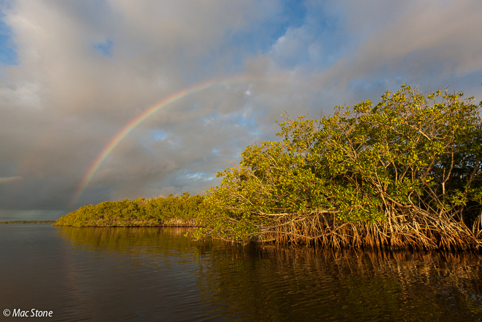 MacStone_Florida_Everglades-5321.jpg