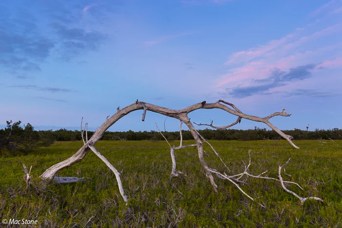 MacStone_Florida_Everglades-7449.jpg