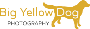 Big Yellow Dog Photography