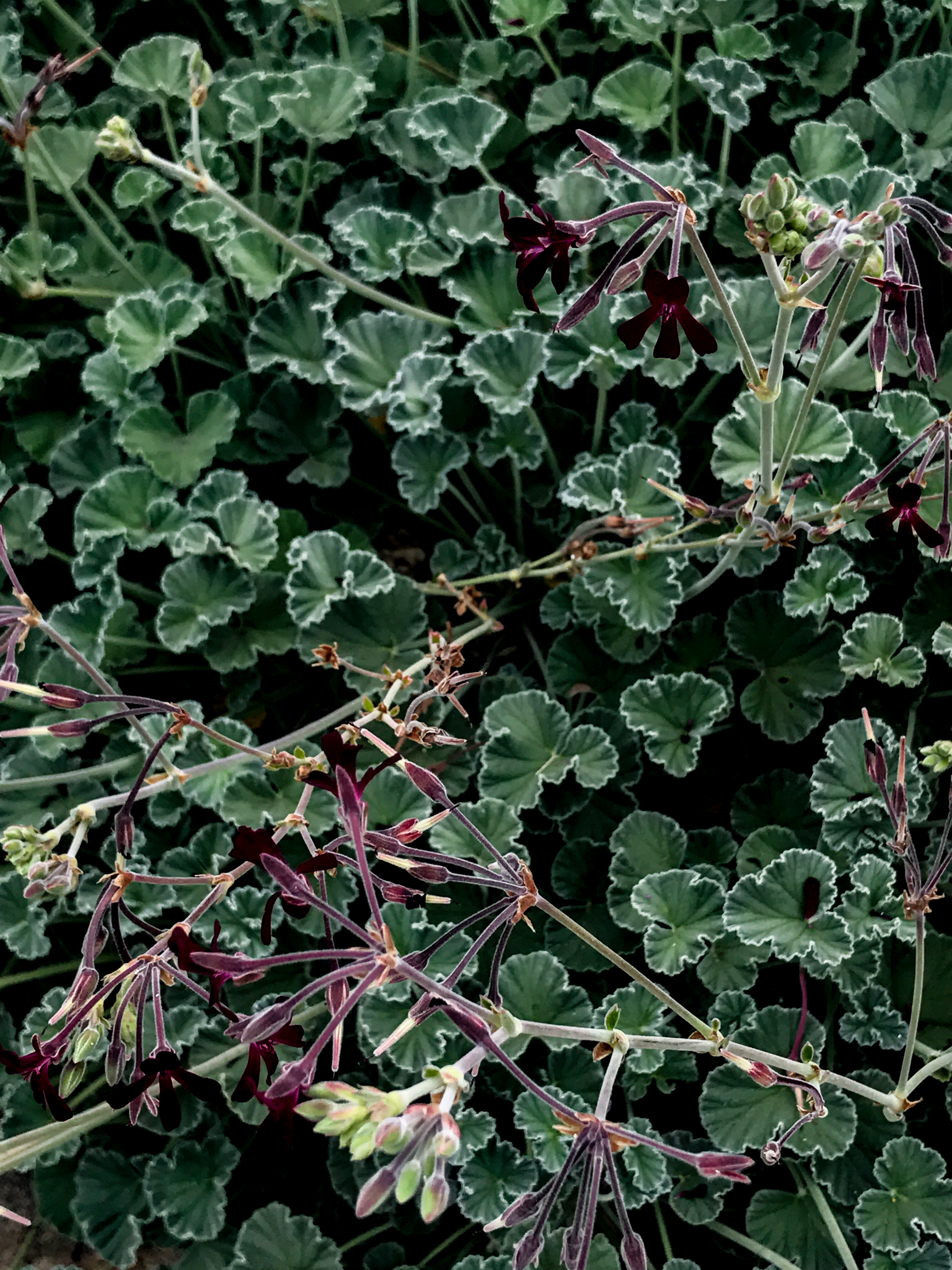 NeaveBozorgi_iPhone-6.jpg