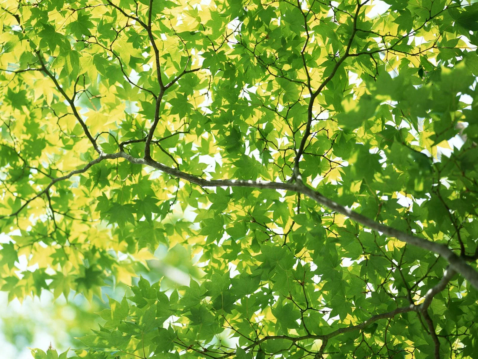 green-leaves-desktop-backgrounds-pictures.jpg