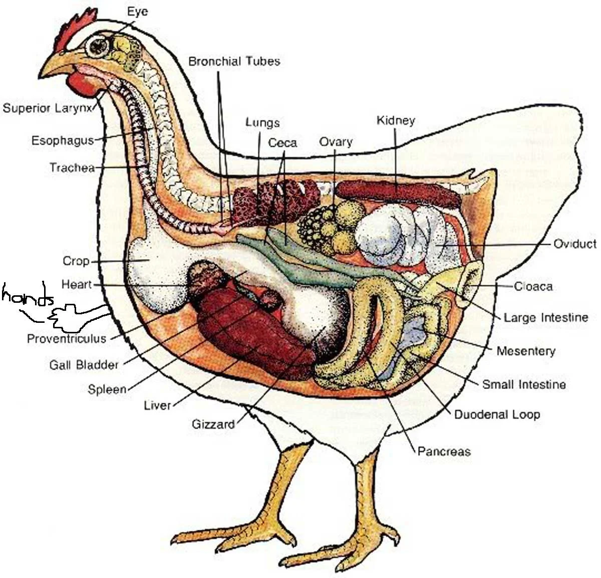 From the time that Jamie claimed that mini drumsticks (i.e. from buffalo chicken wings) came from a second pair of smaller hands that chickens have in addition to their wings.