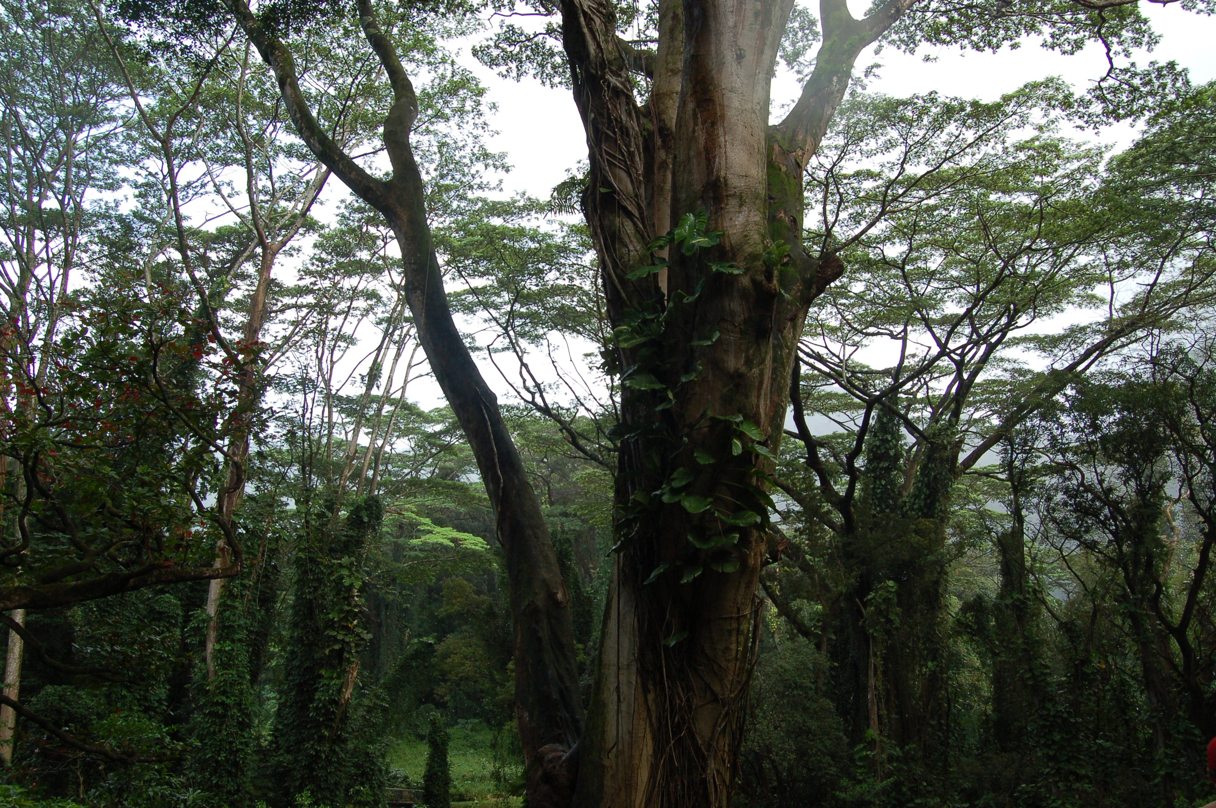 Walking to Manoa Falls