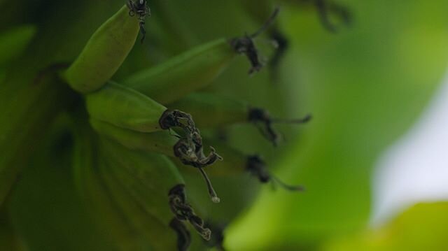 Macro Details.
.
.
#green #bananas #oman #travel #production #cookeoptics #film #photography #igtravel