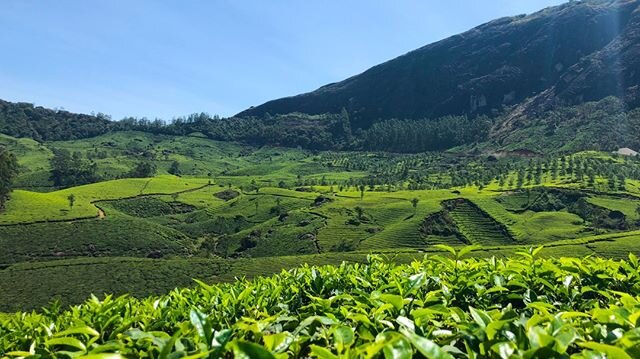 Incredible India.
.
.
#munnar #photography #cookeoptics #leicauk #travelgram #igtravel #leicafilmfriday #creativeworkstudios #yourvisiongallery #tea #vistas #details #india #landscape #art_spotlight