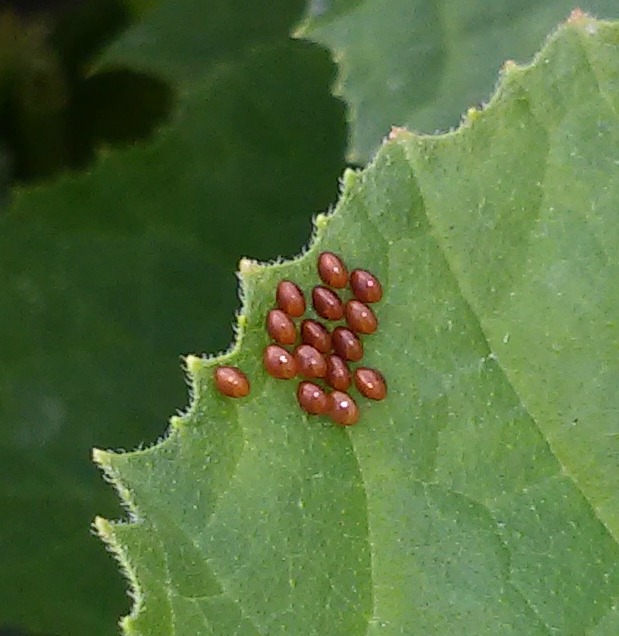 Squash bug eggs