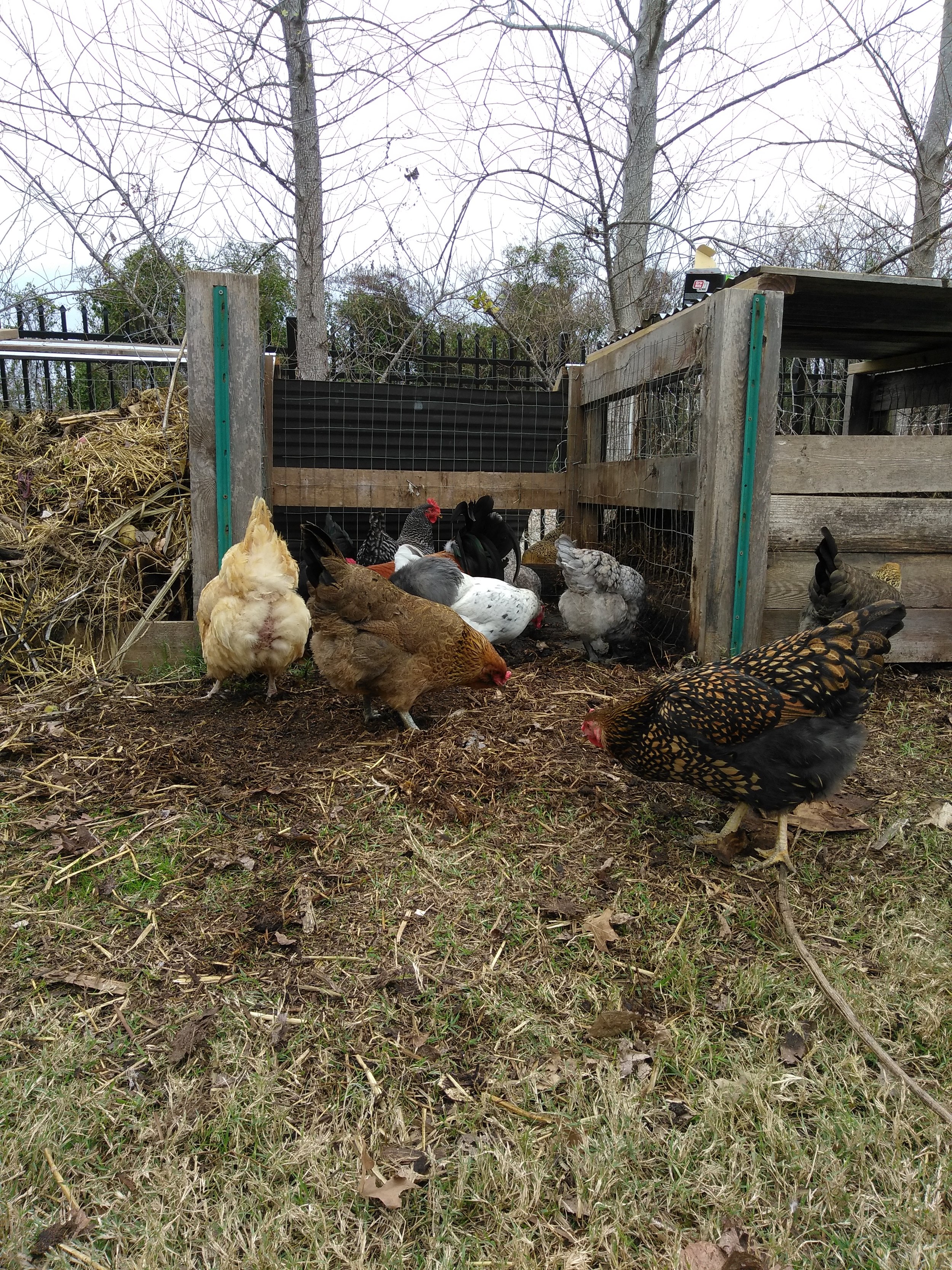 Want backyard chickens? Learn more on February 18.
