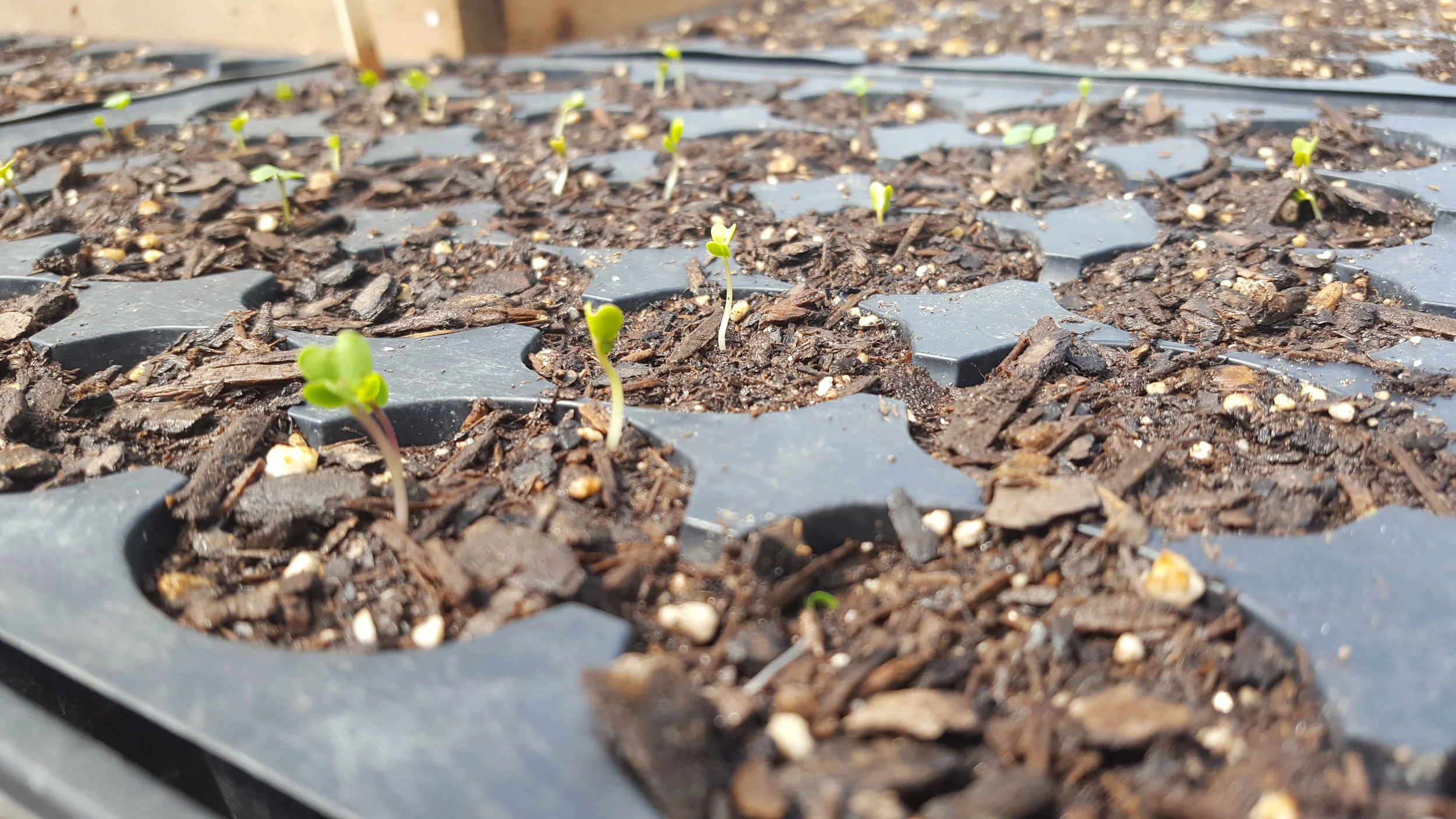 Teeny Tiny Kale