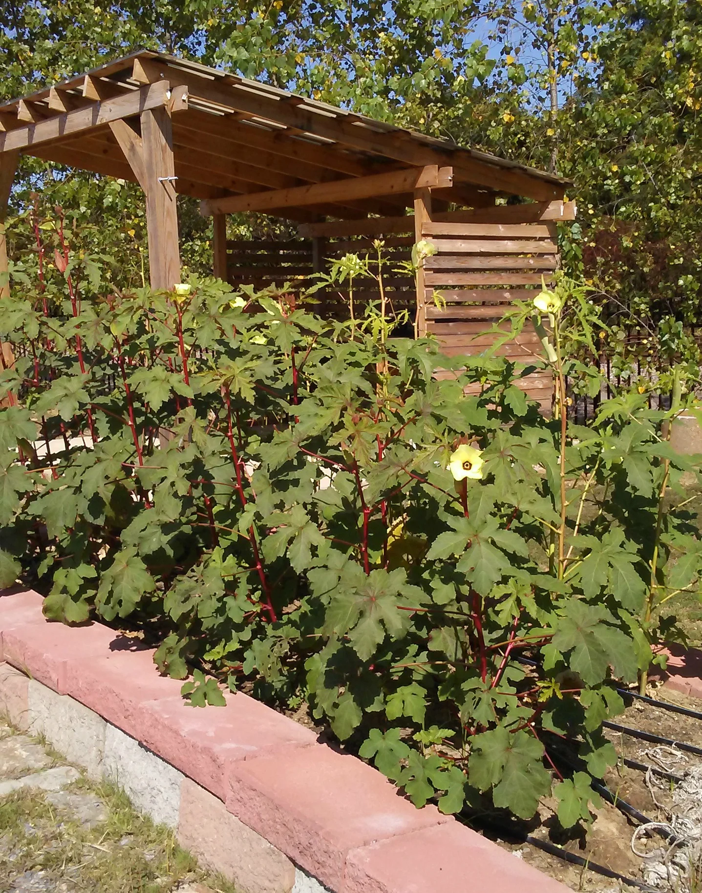 Okra blooming 2016.jpg