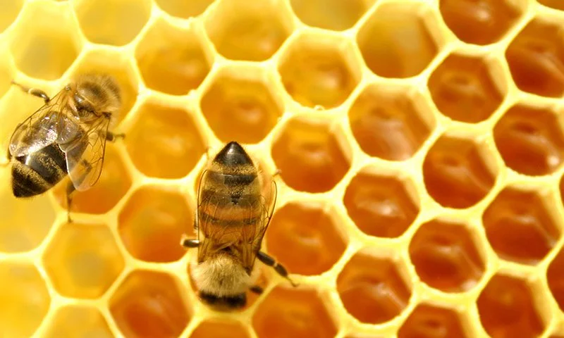 honeycomb.jpg