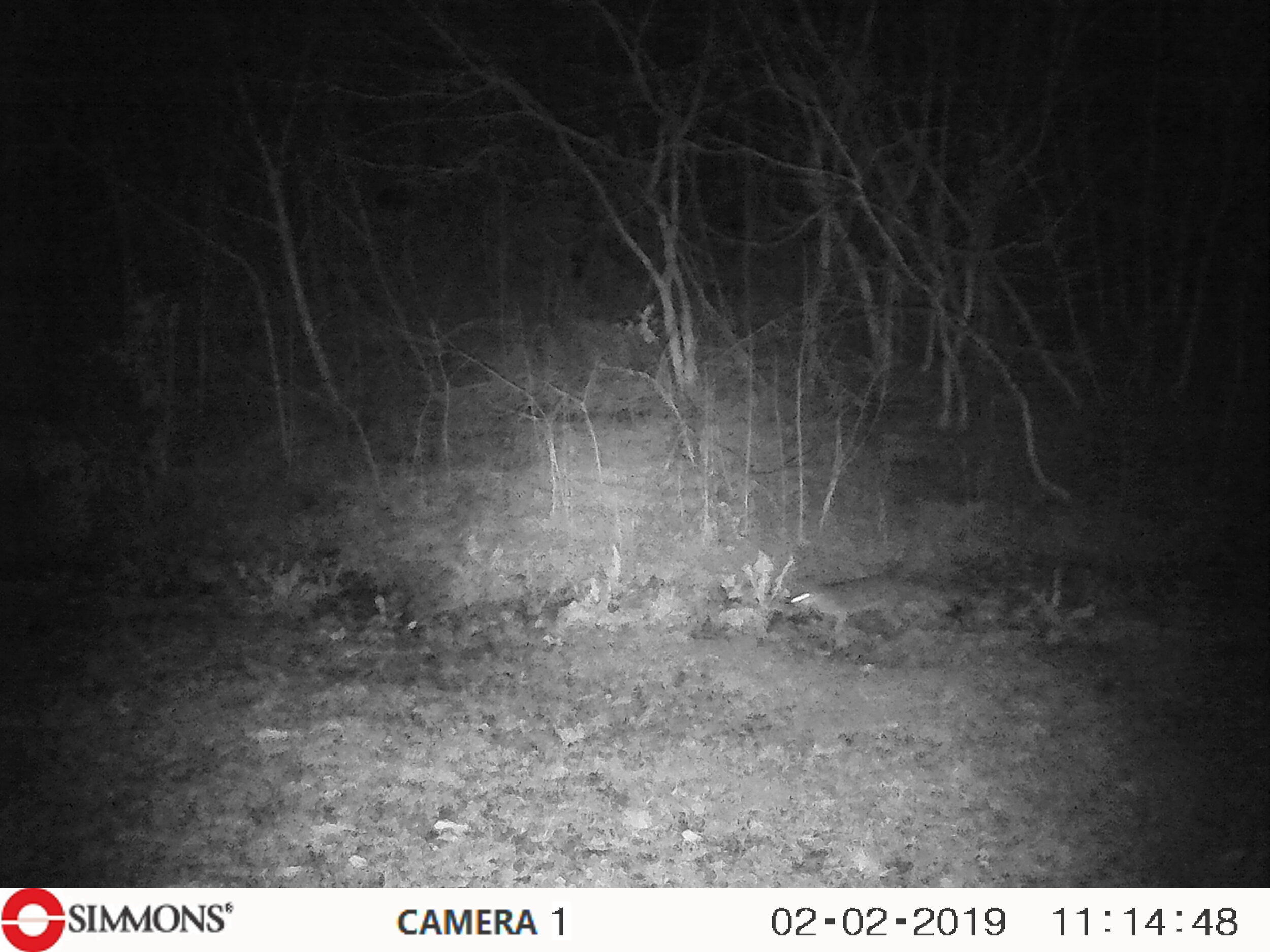 Do you see our fox? (Photo: black and white image taken at night with fox on the right.)