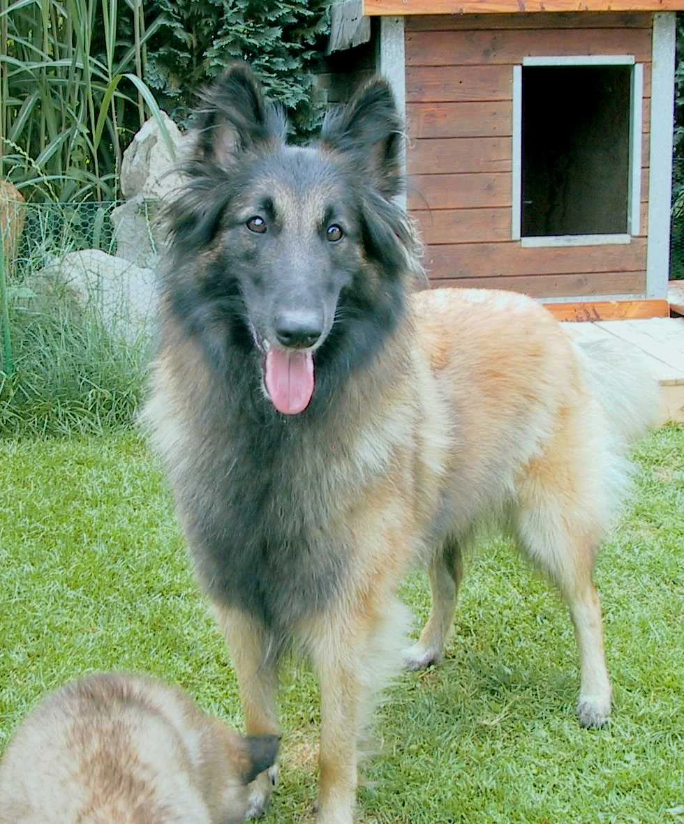 hund3.jpg