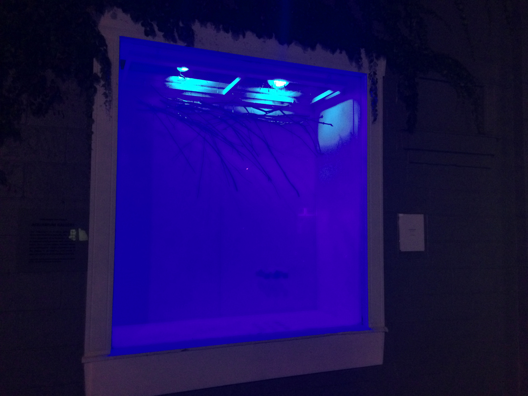 I'll take better night photos soon, but this image gives an idea of the murky blue light that floods the space at night.