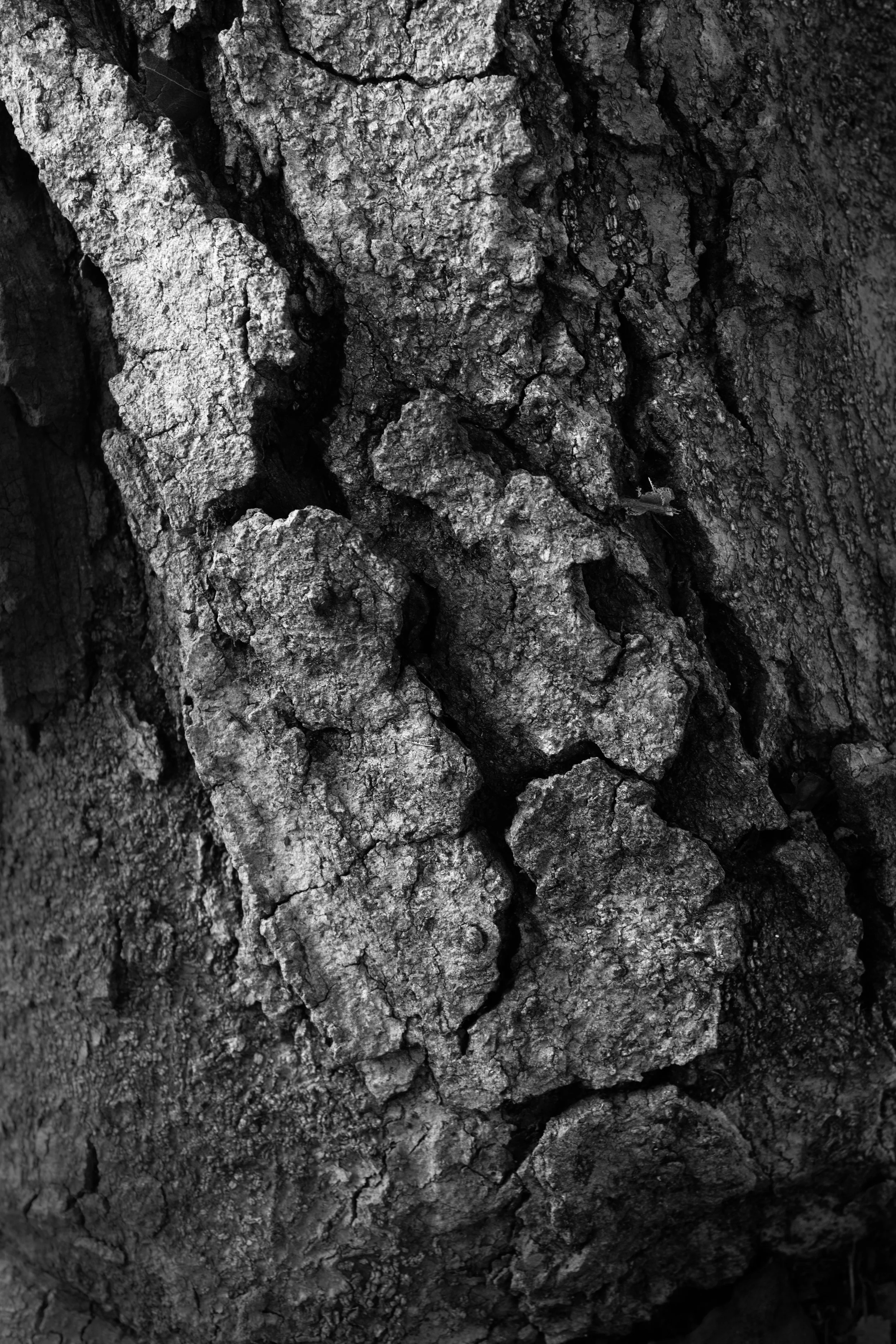 _DSC3244 copy.jpg