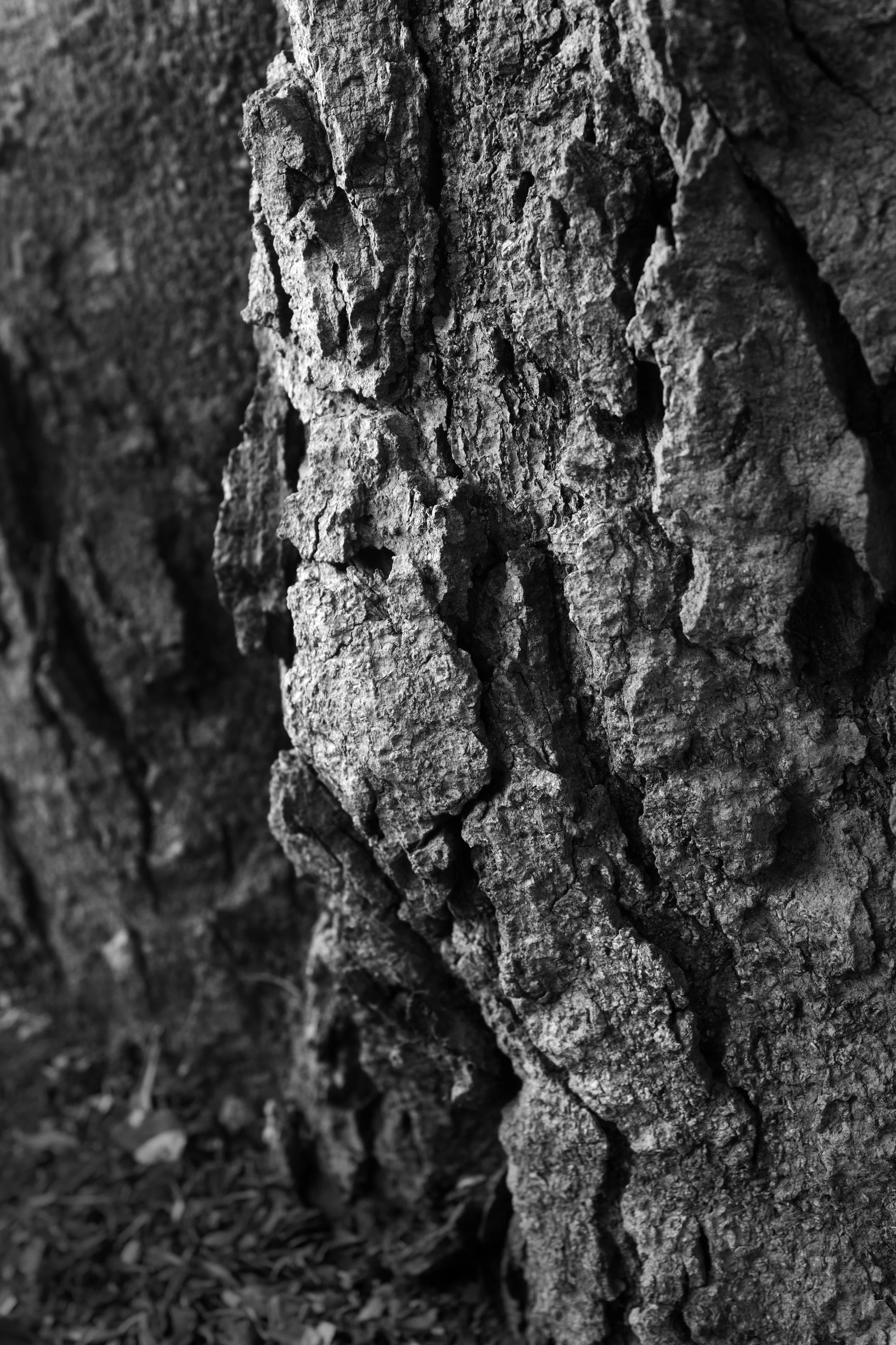 _DSC3245 copy.jpg