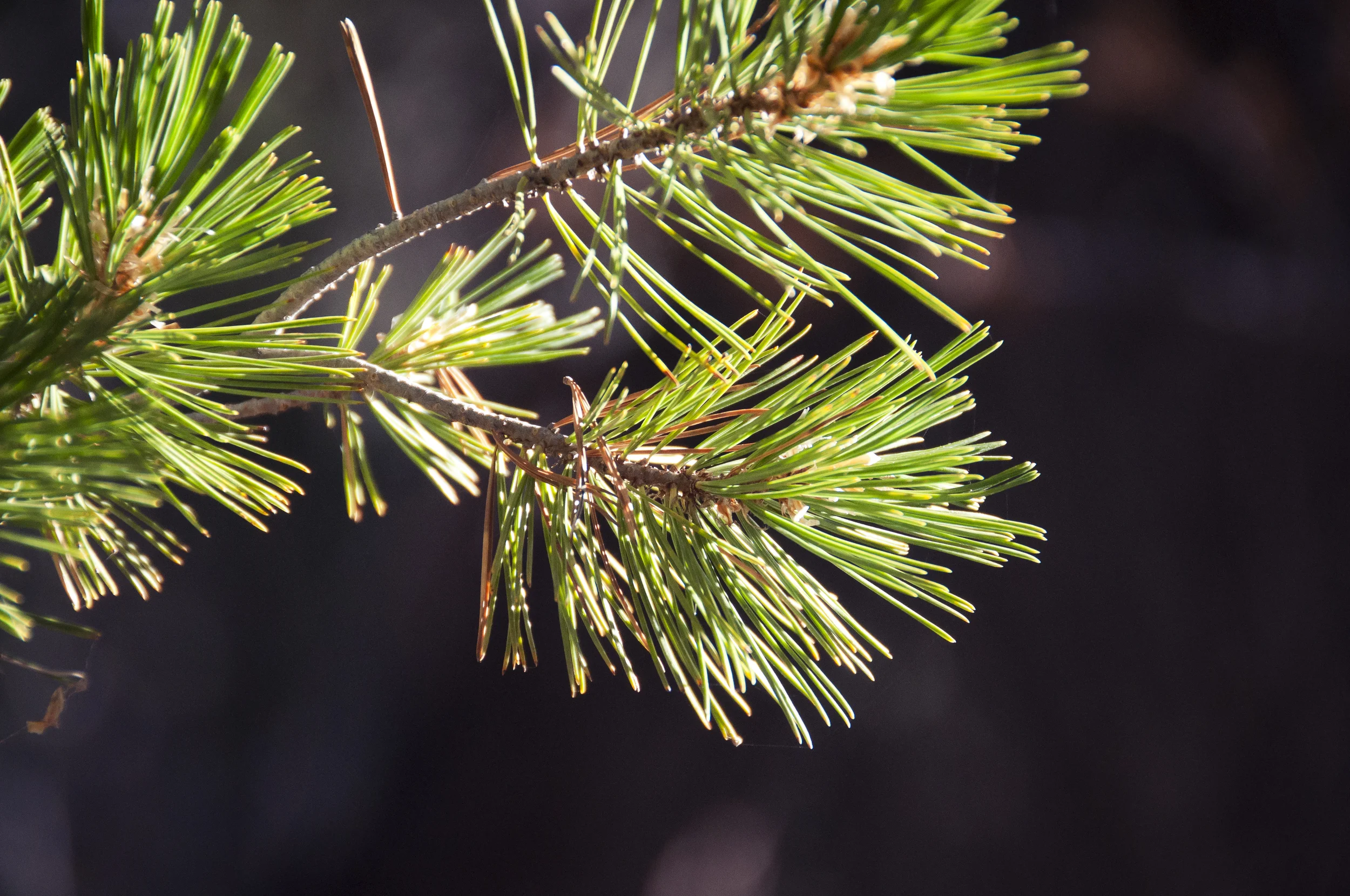sequoia36.jpg