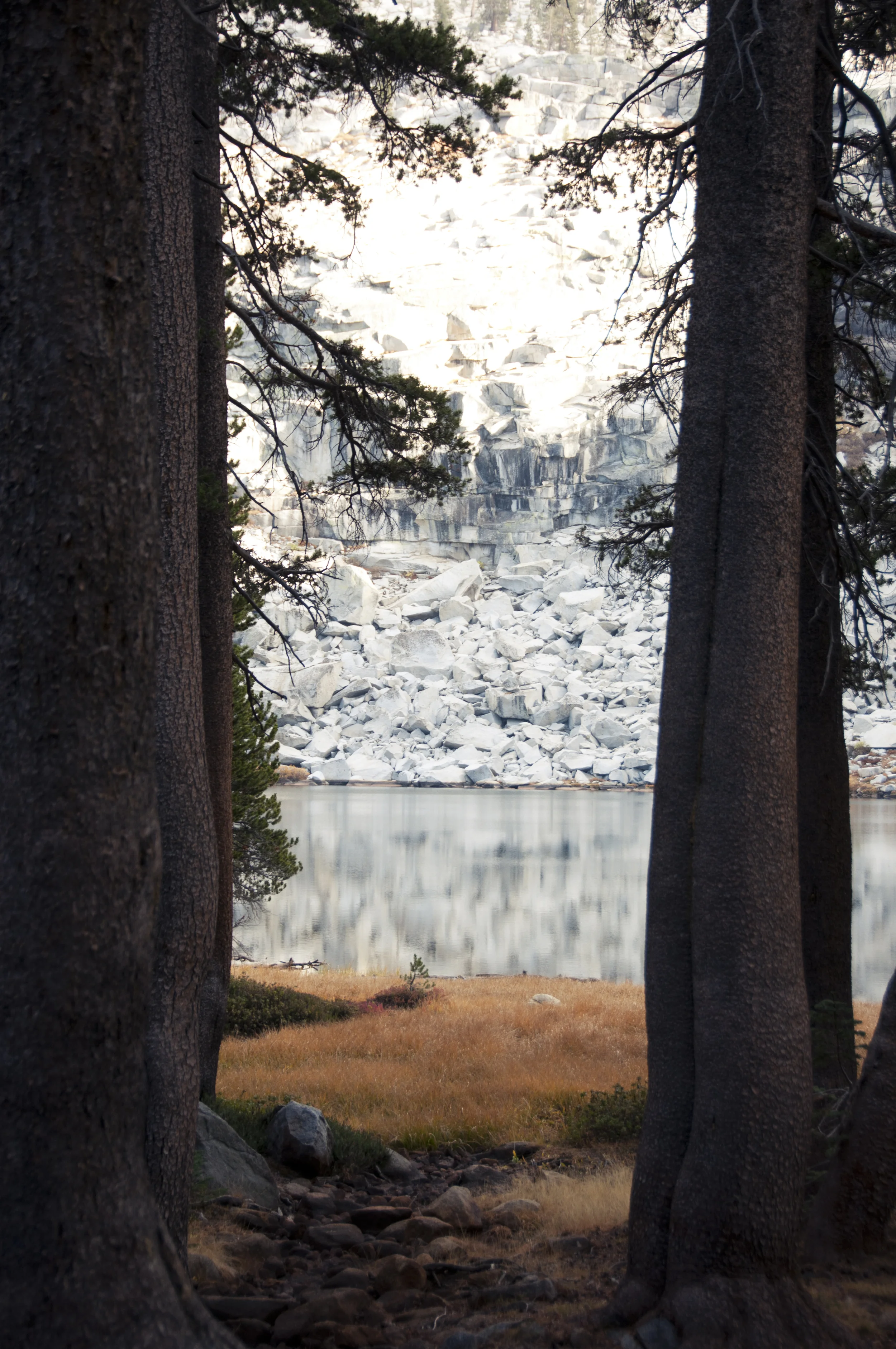 sequoia24.jpg