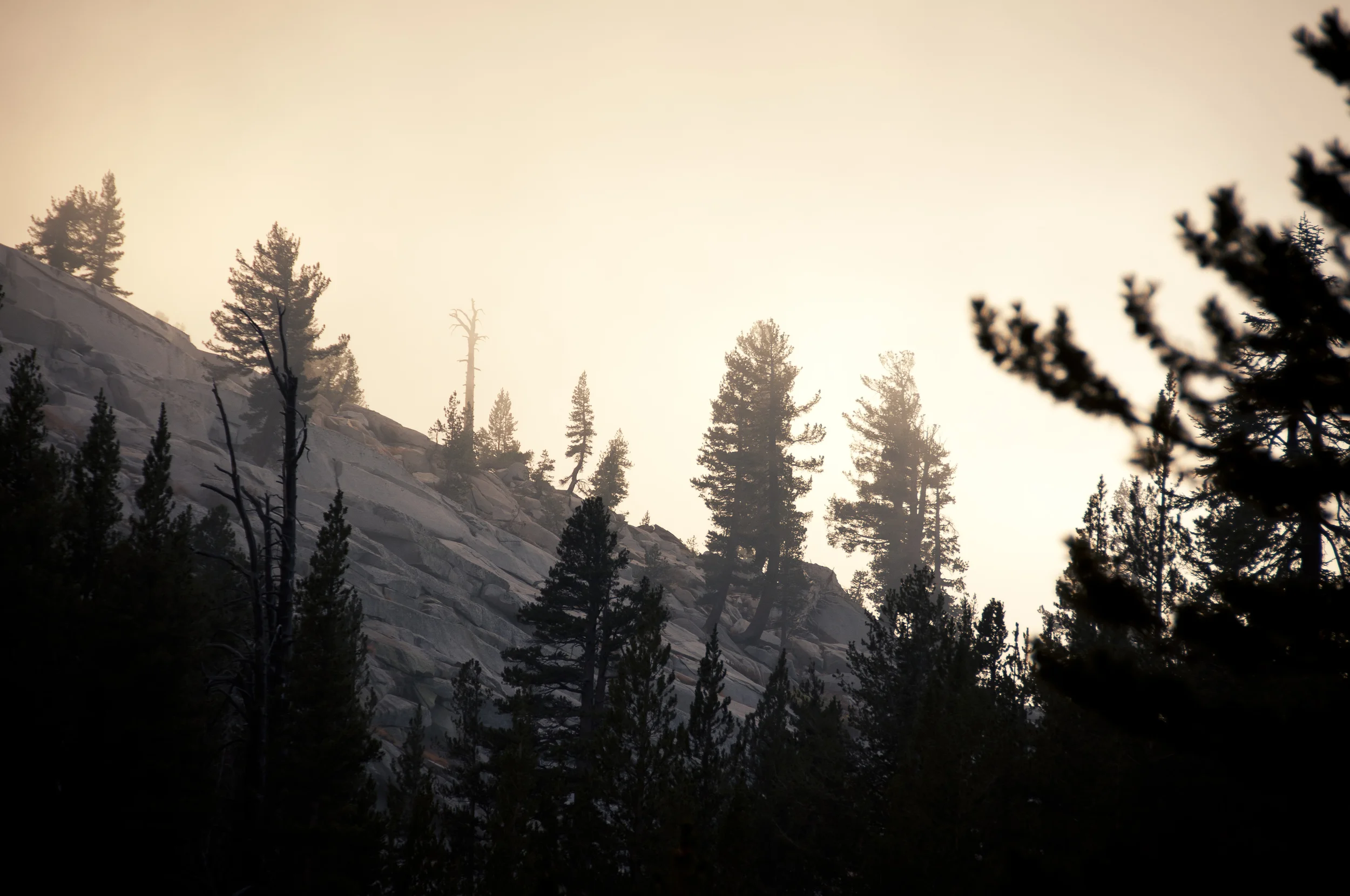 sequoia28.jpg