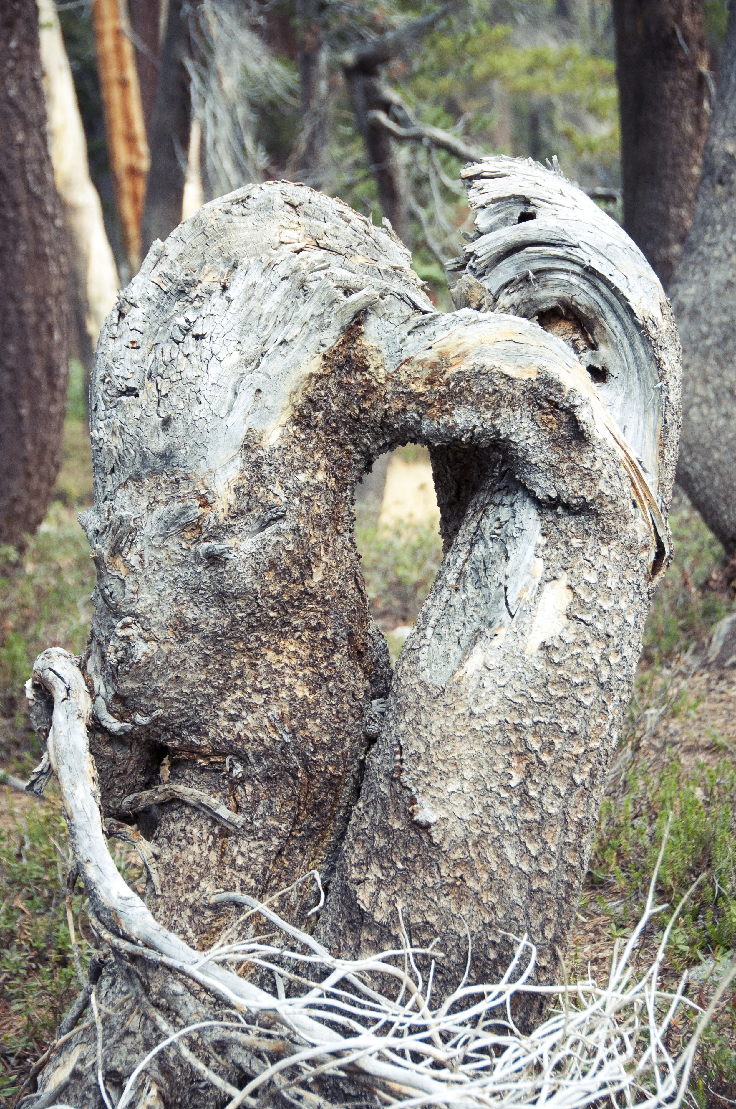 sequoia47.jpg