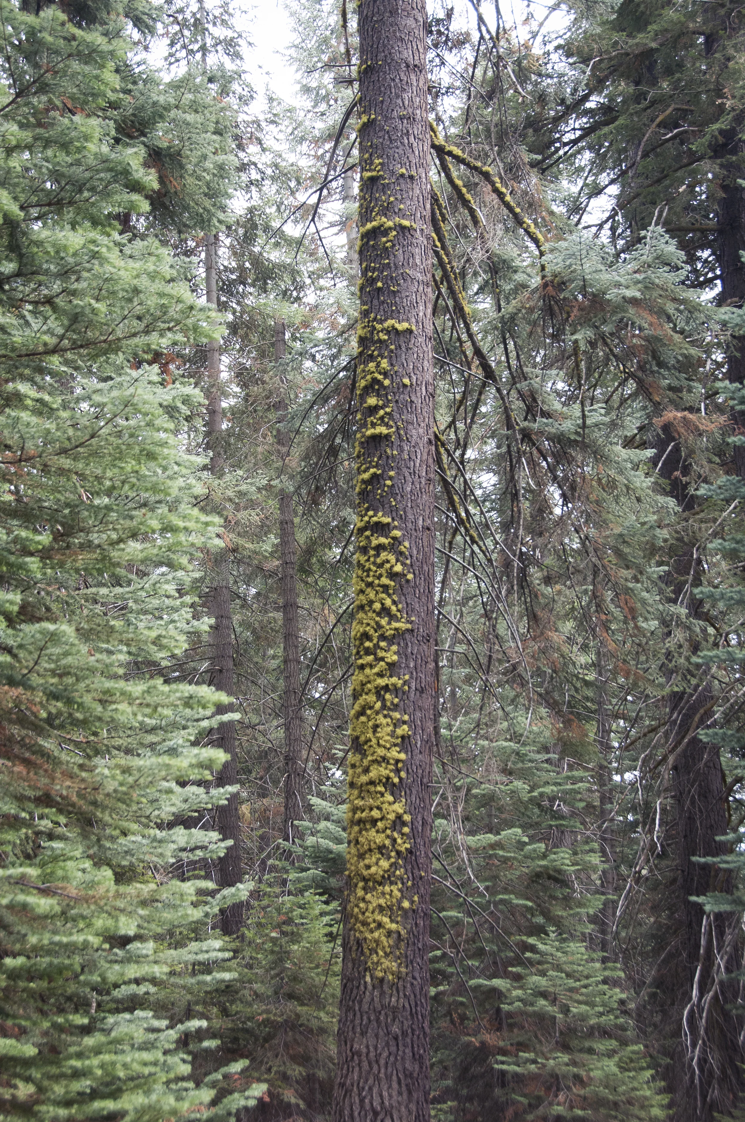 sequoia50.jpg