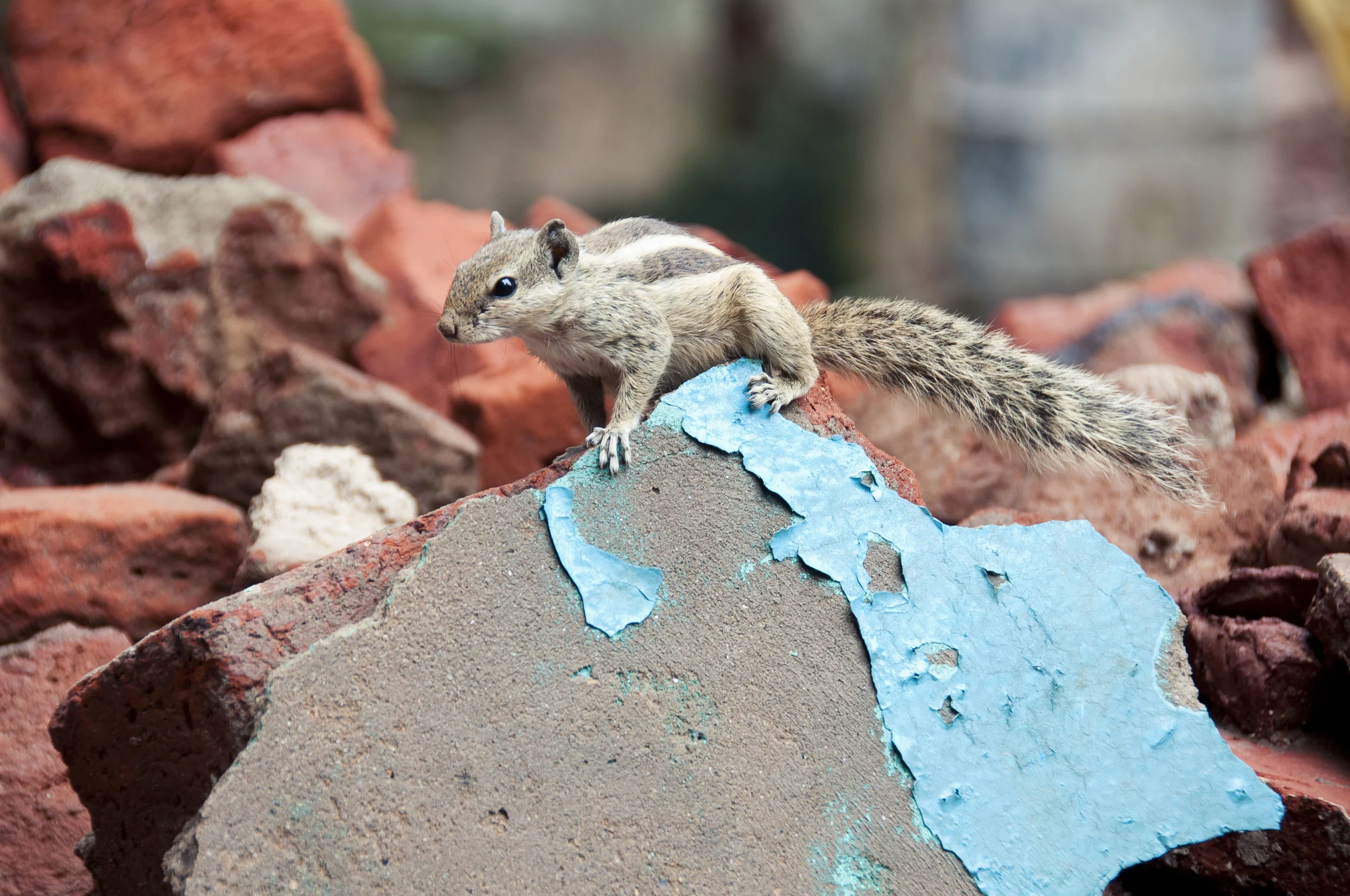 AhmedabadDayThree021.jpg
