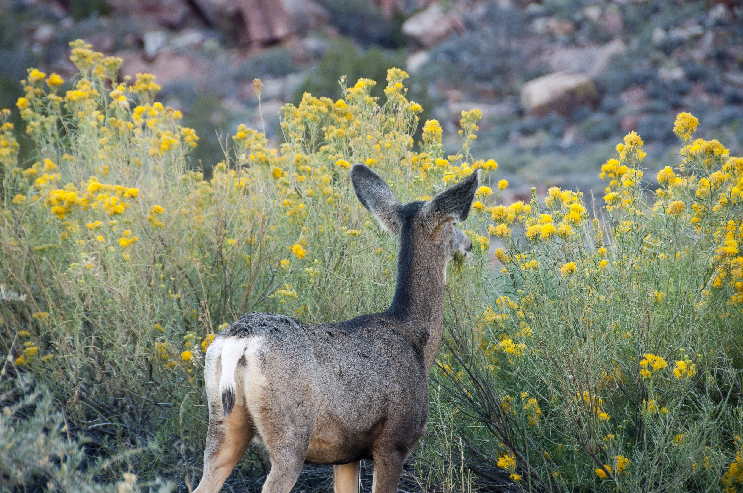 ZionNationalPark501.jpg