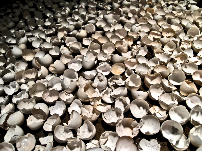   Resonated Detachment,  2006, eggshell installation collaboration with community. Image of eggshells drying in my basement.   In 2006 I began collecting eggshells everyday from friends, family, and strangers. Sometimes I would drive around town to p