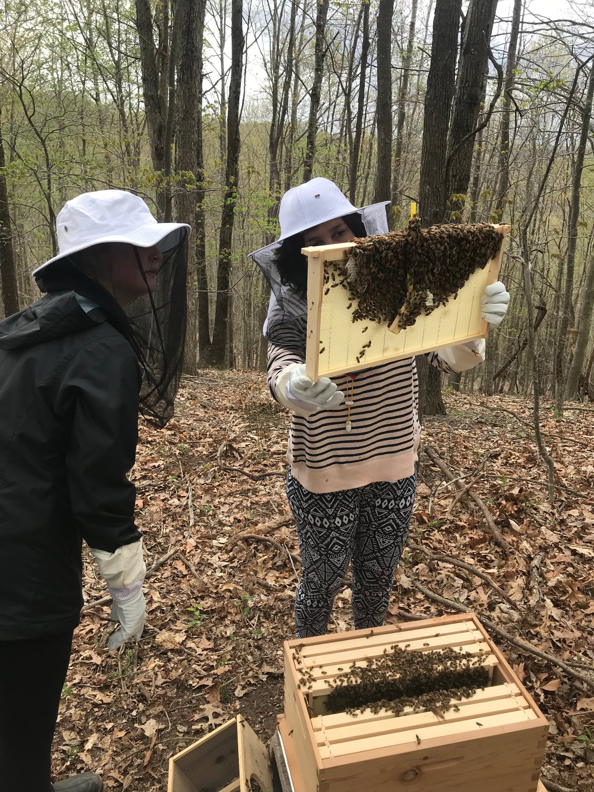  Beekeeping, 2019, Bees, beehive 