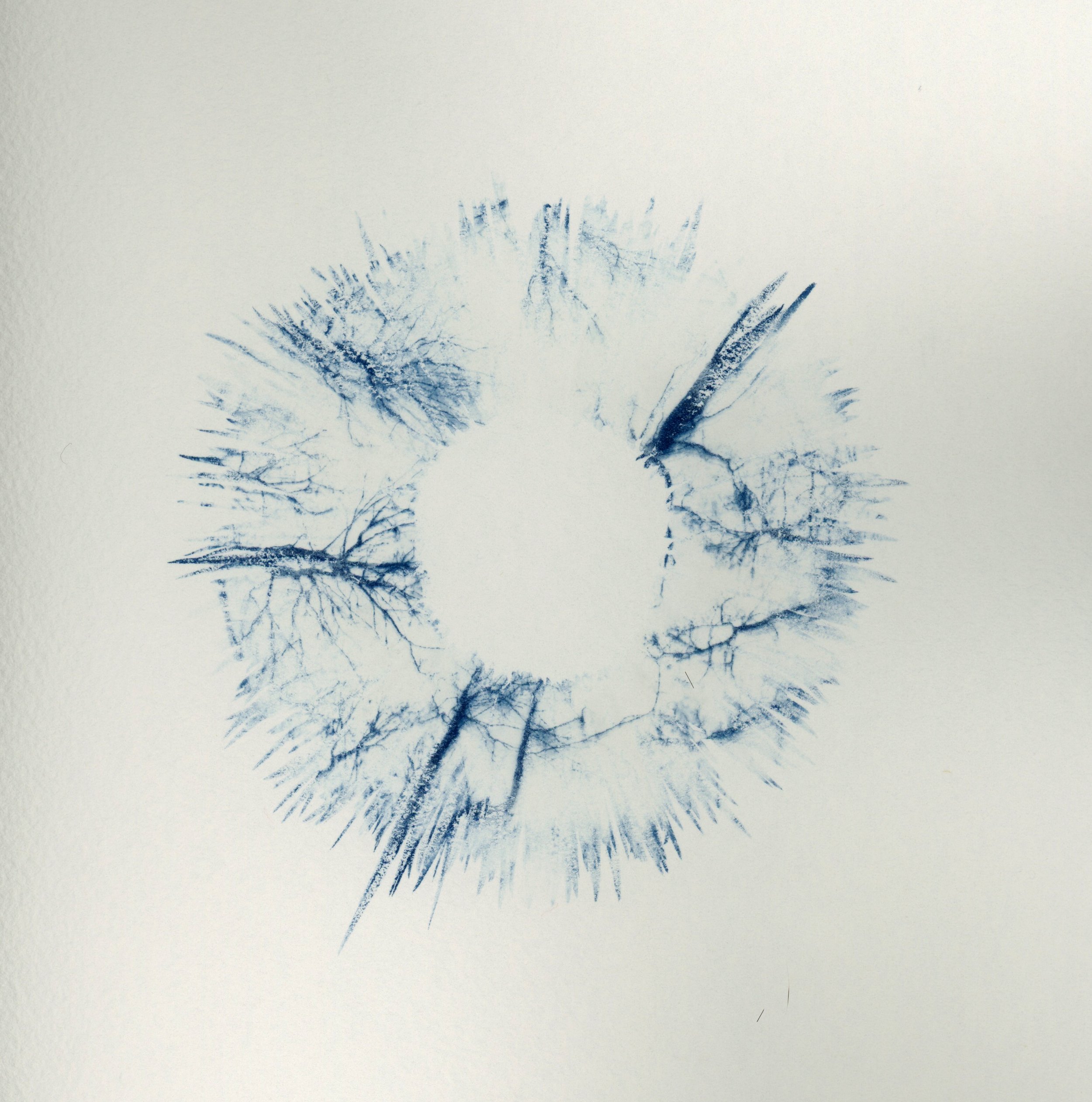 spore print cyanotype trees at John's.jpg