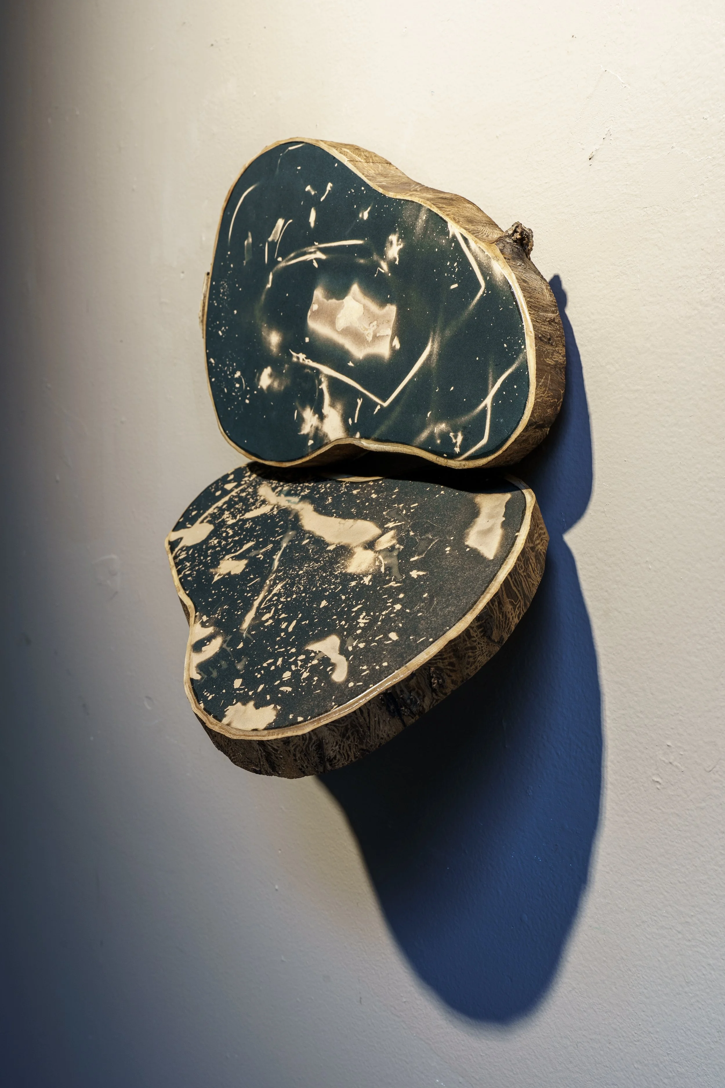 Compost/Cosmos Cyanotypes