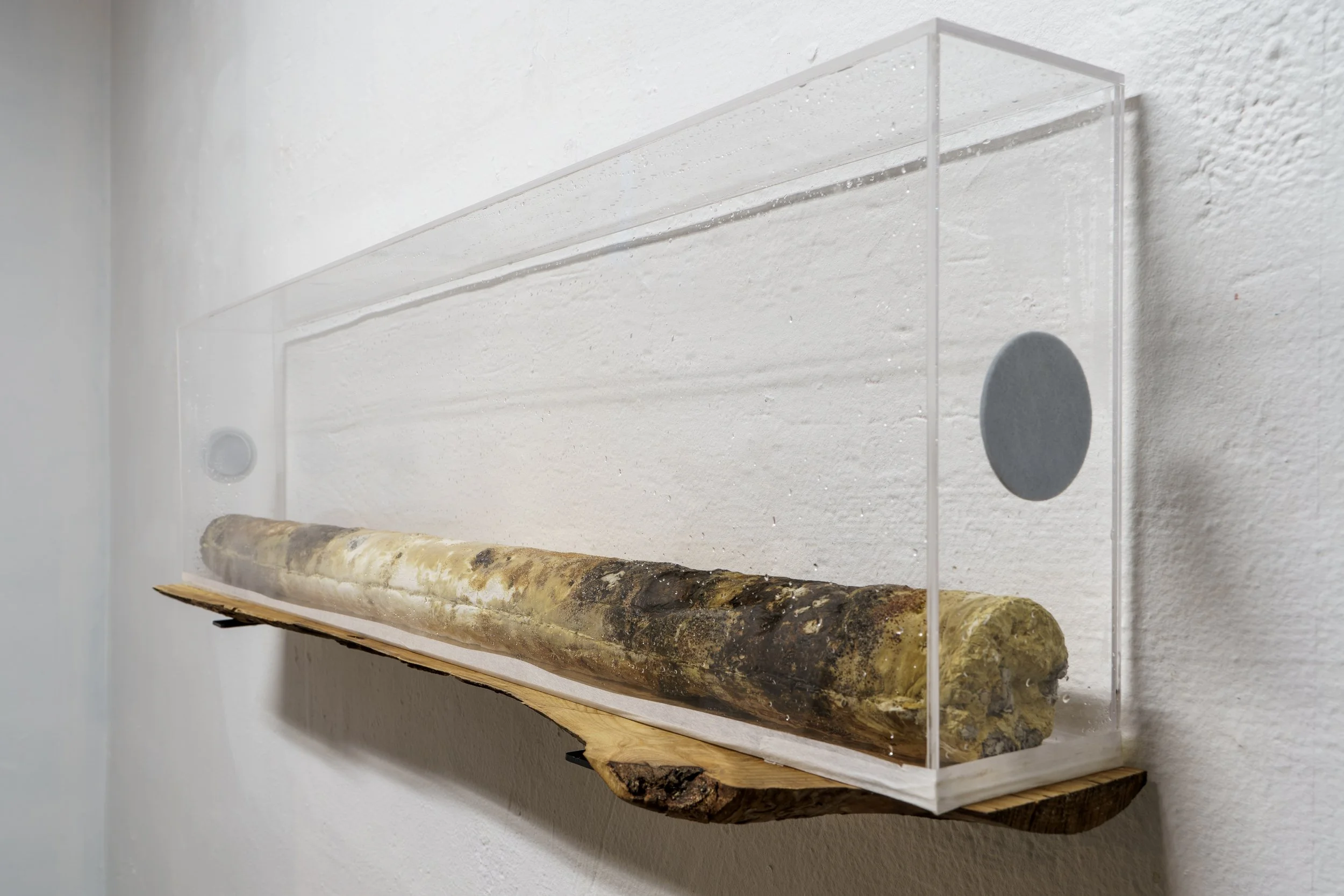 Core Sample (remix) or Reishi Log