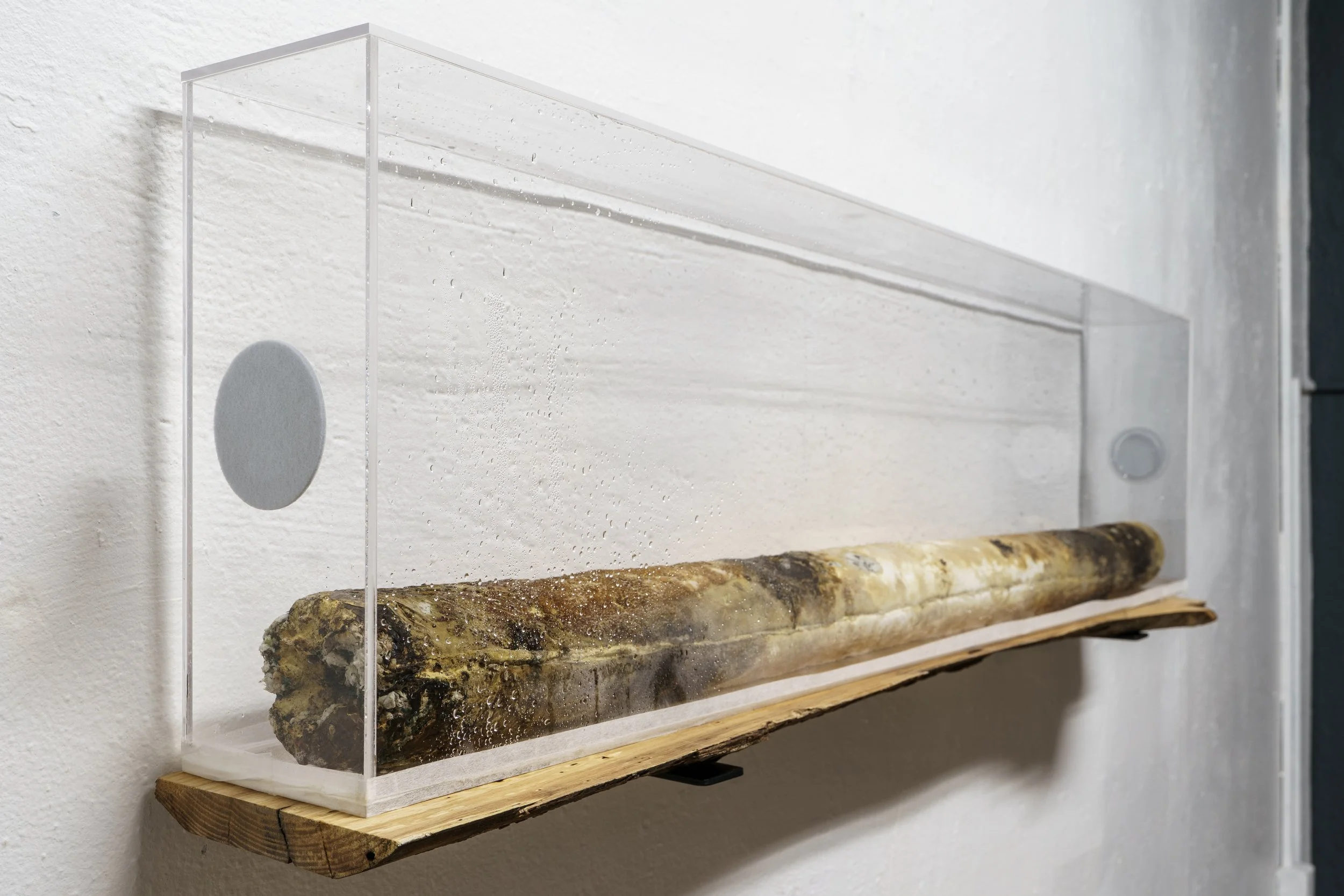 Core Sample (remix) or Reishi Log