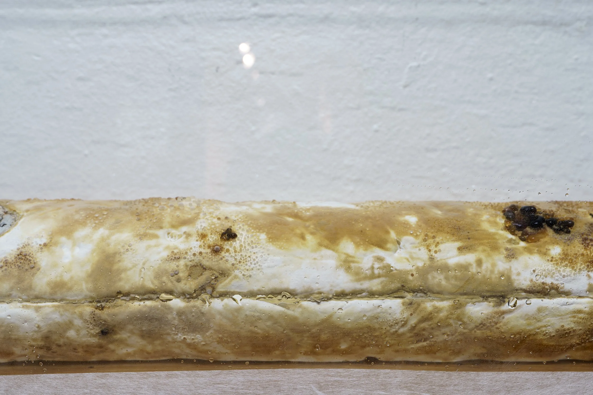 Core Sample (remix) or Reishi Log