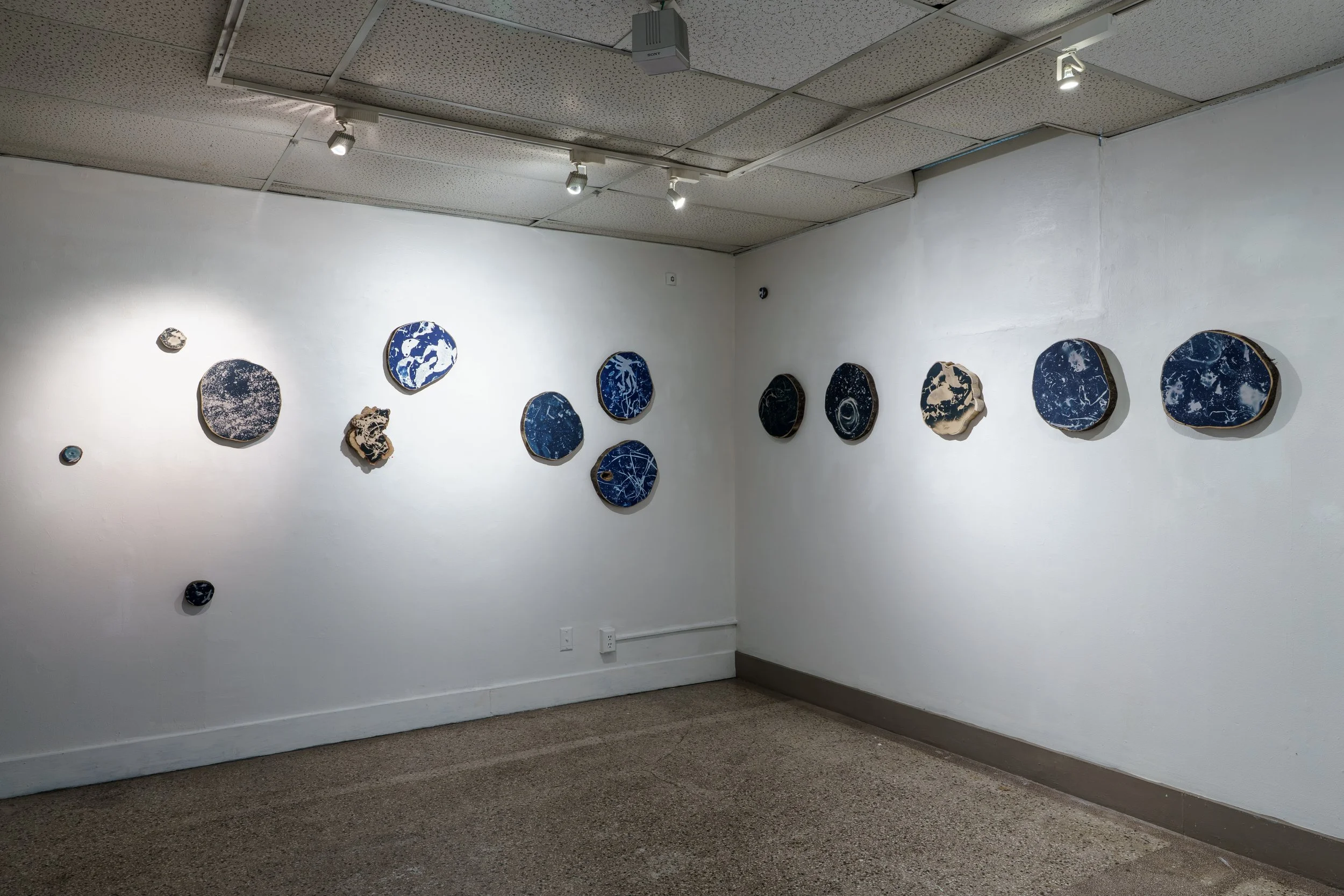 Compost/Cosmos Cyanotypes Installation at Sean Christopher Gallery