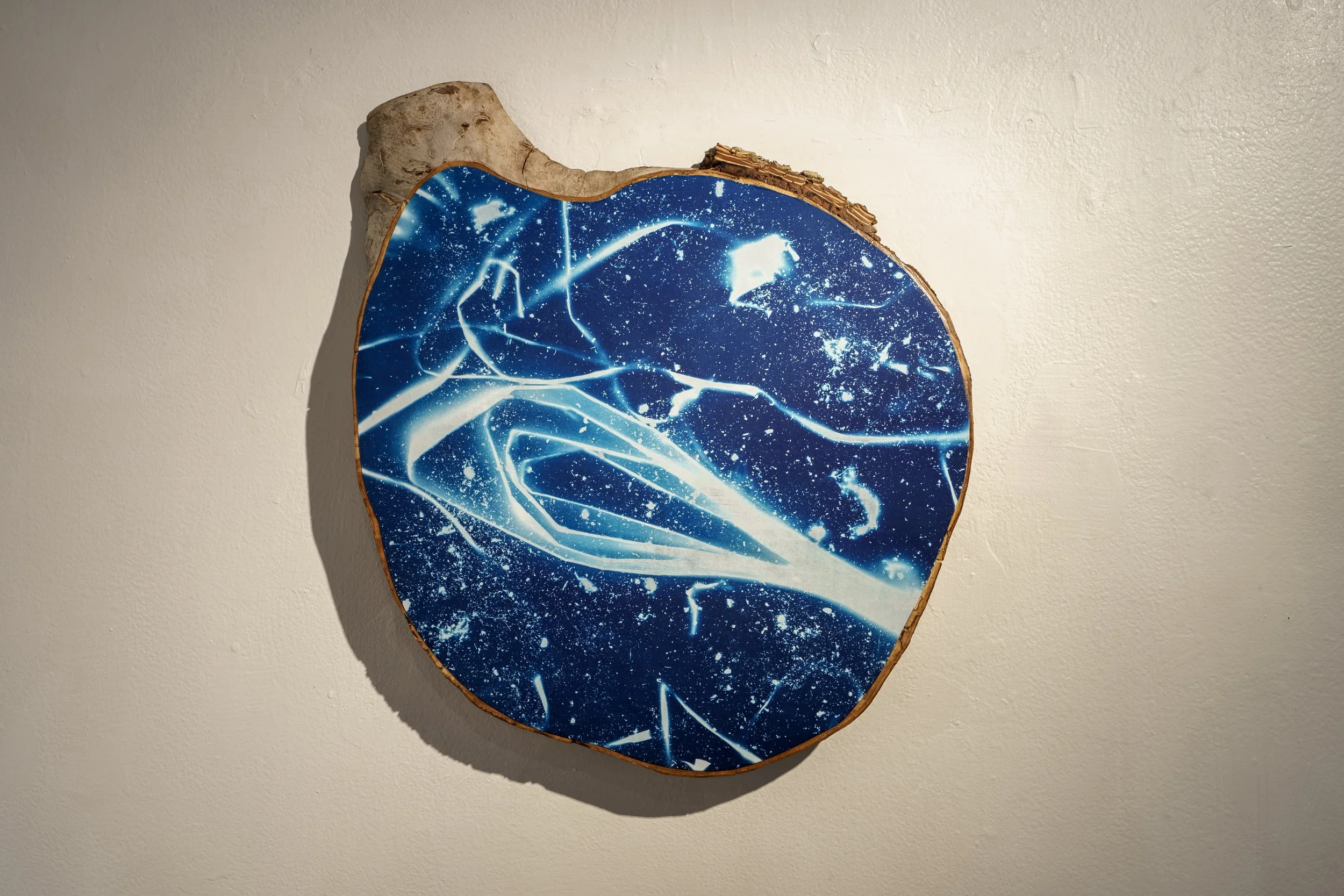 Compost/Cosmos Cyanotype