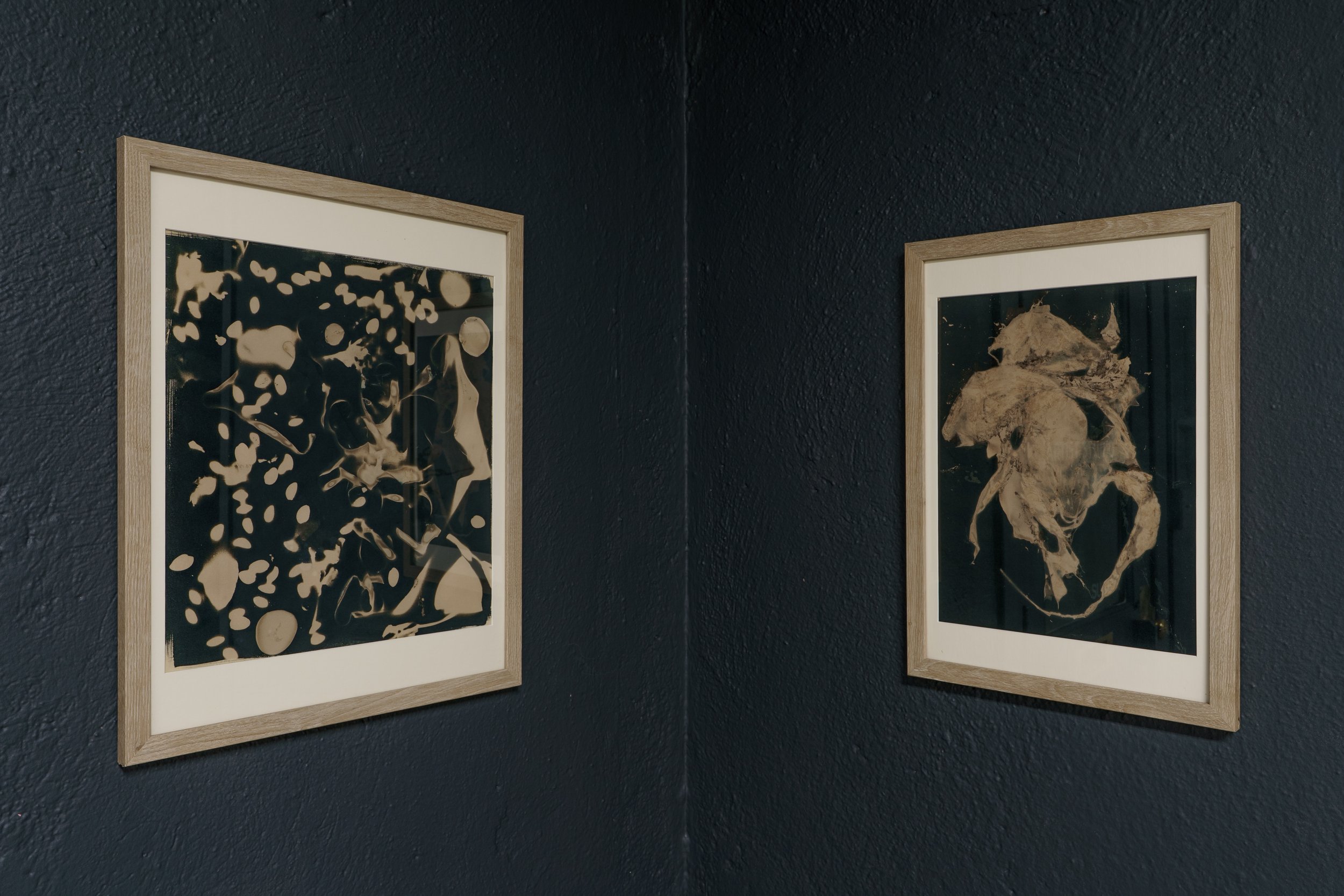 Compost/Cosmos Cyanotypes (The first and and an early one in the series)