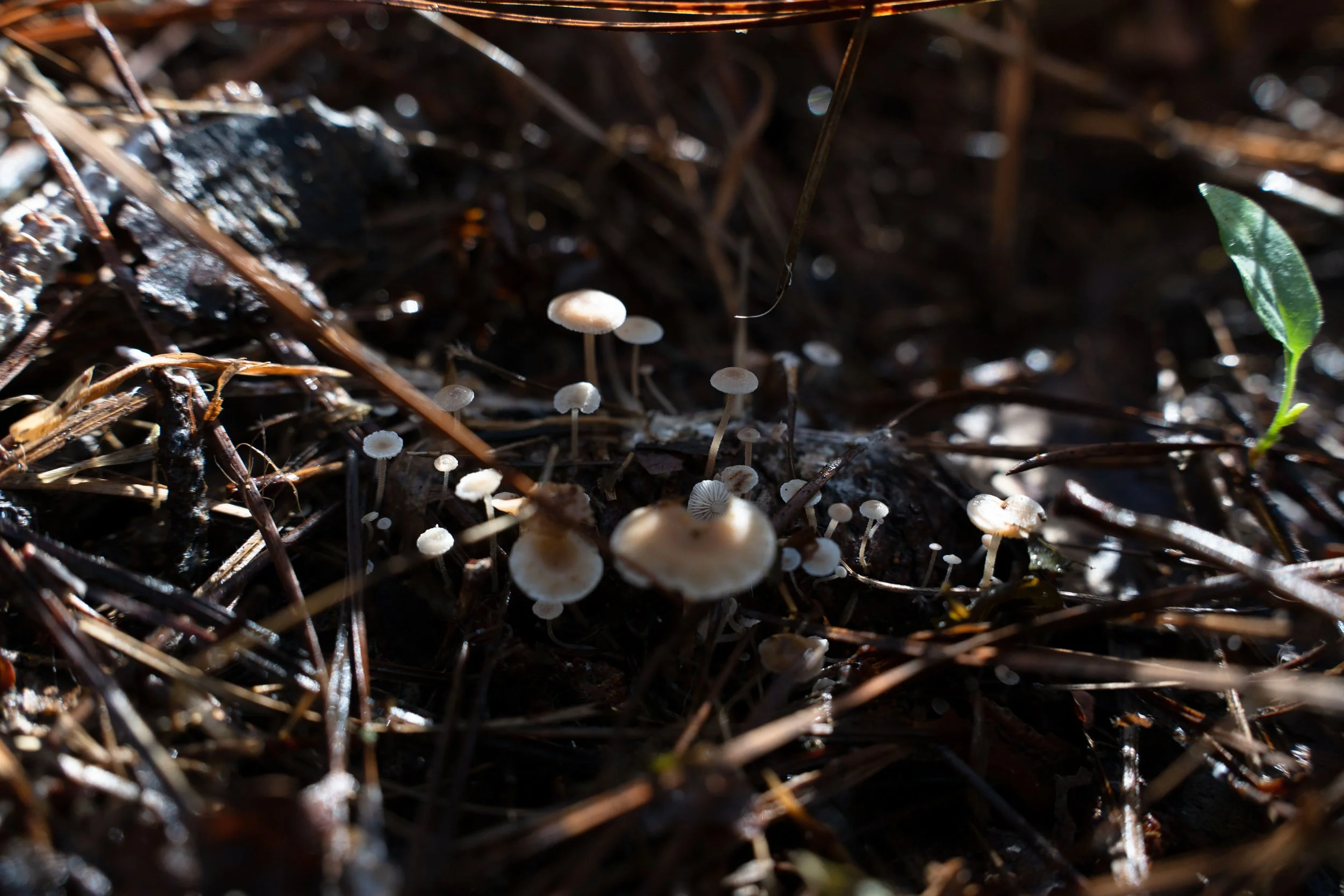 20241121-DSC09707low res.JPG