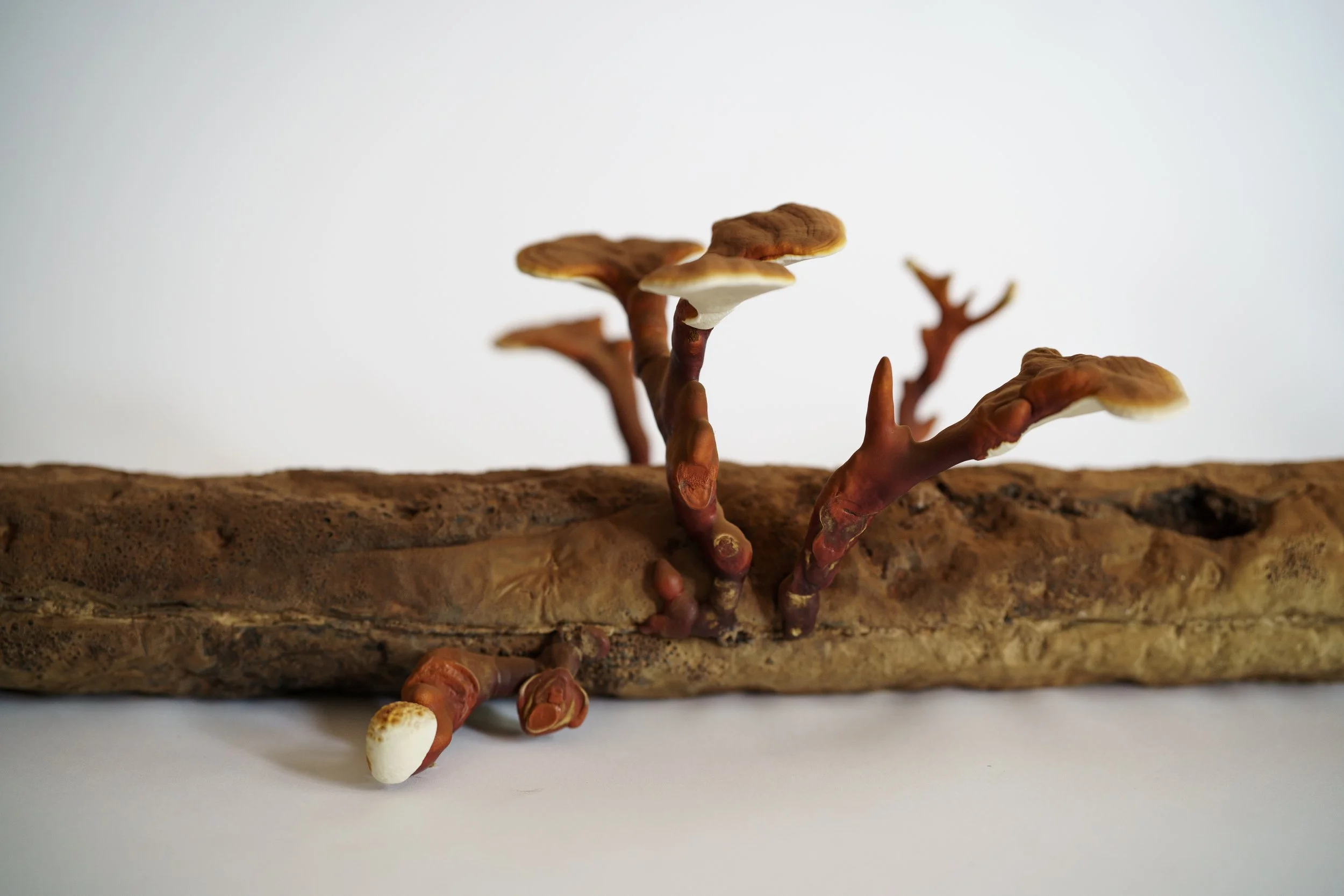 Webb_CompostCosmos_Reishi Log_Some Stuff Remix-1.JPG