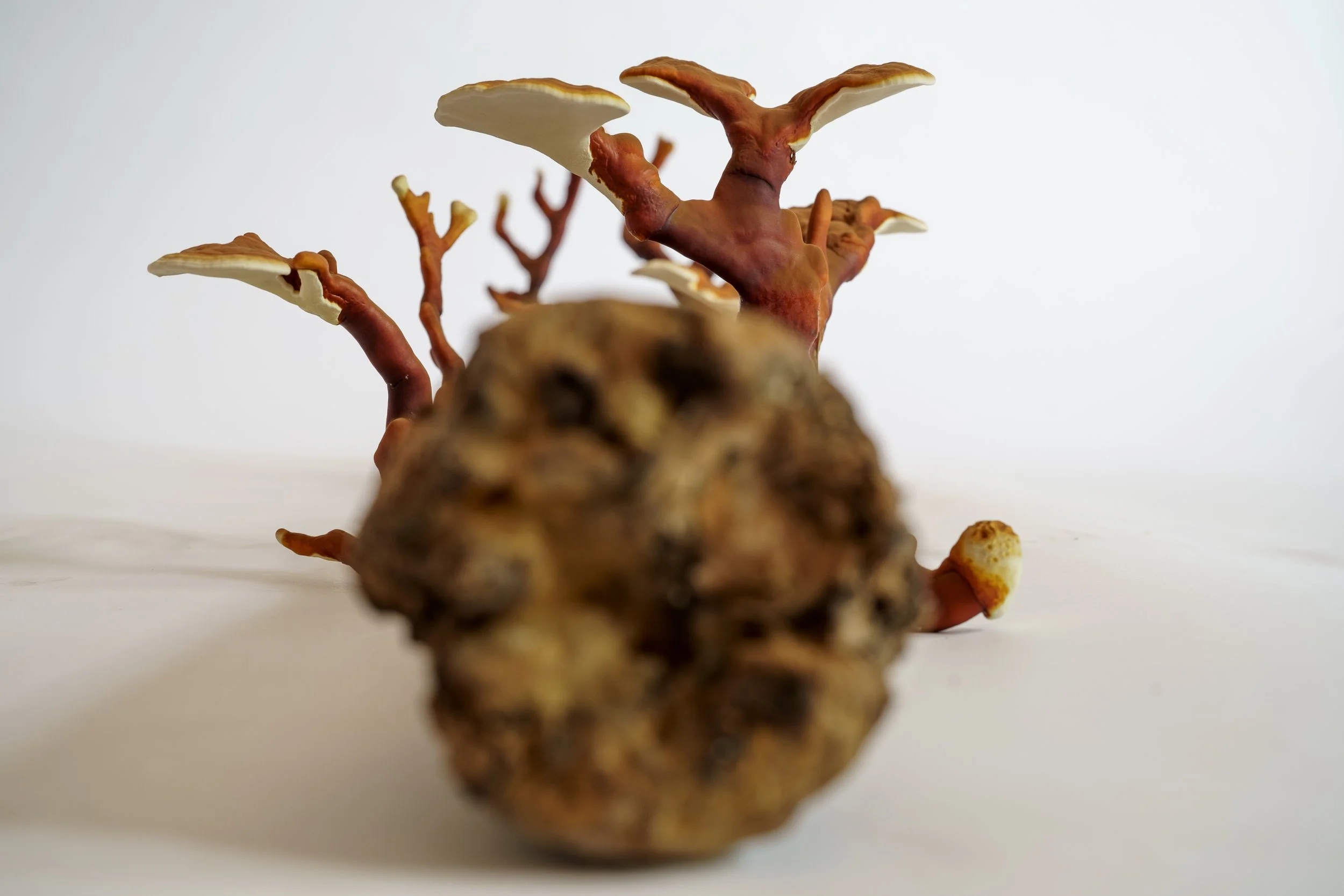 Webb_CompostCosmos_Reishi Log_Some Stuff Remix-7.JPG