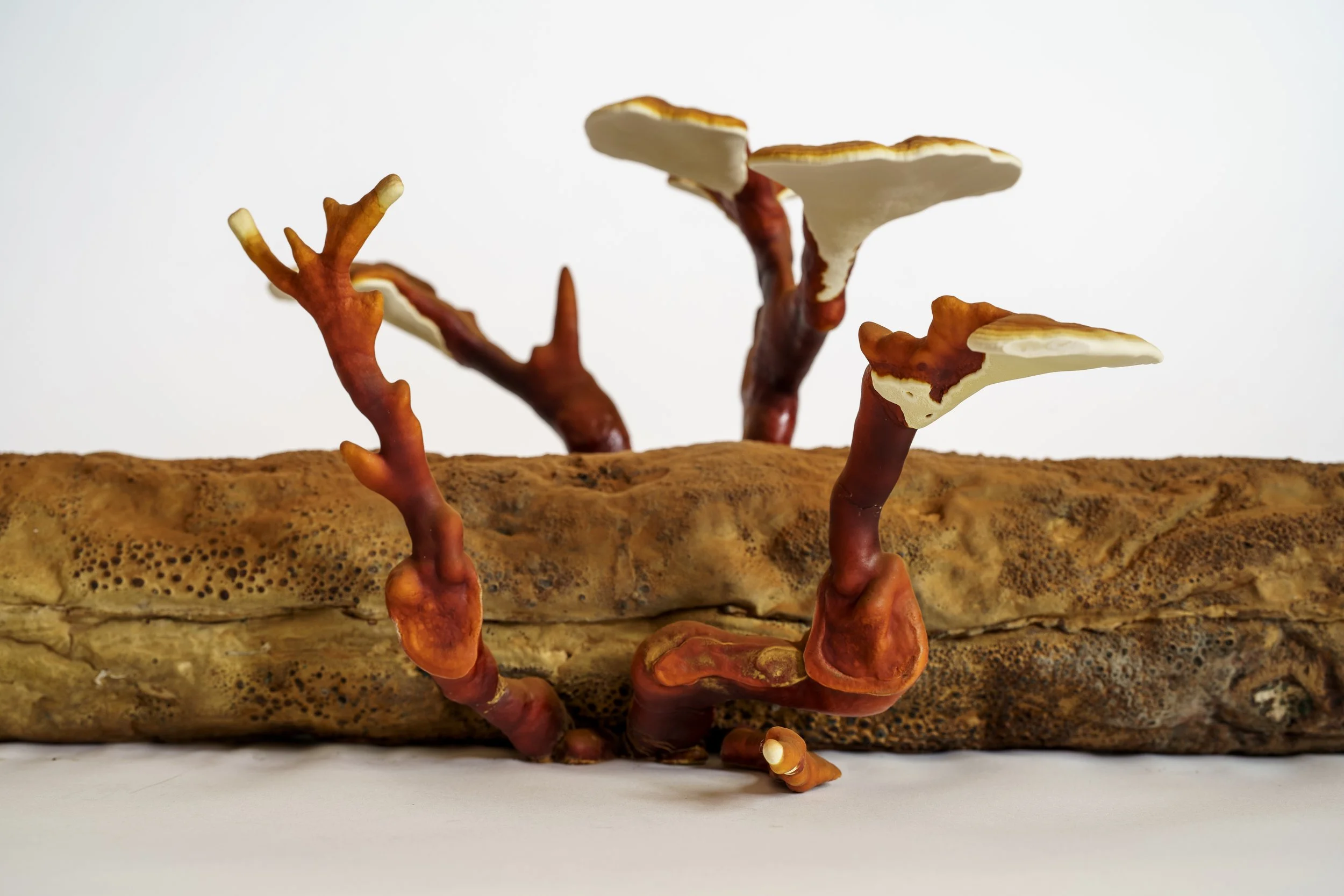 Webb_CompostCosmos_Reishi Log_Some Stuff Remix-6.JPG