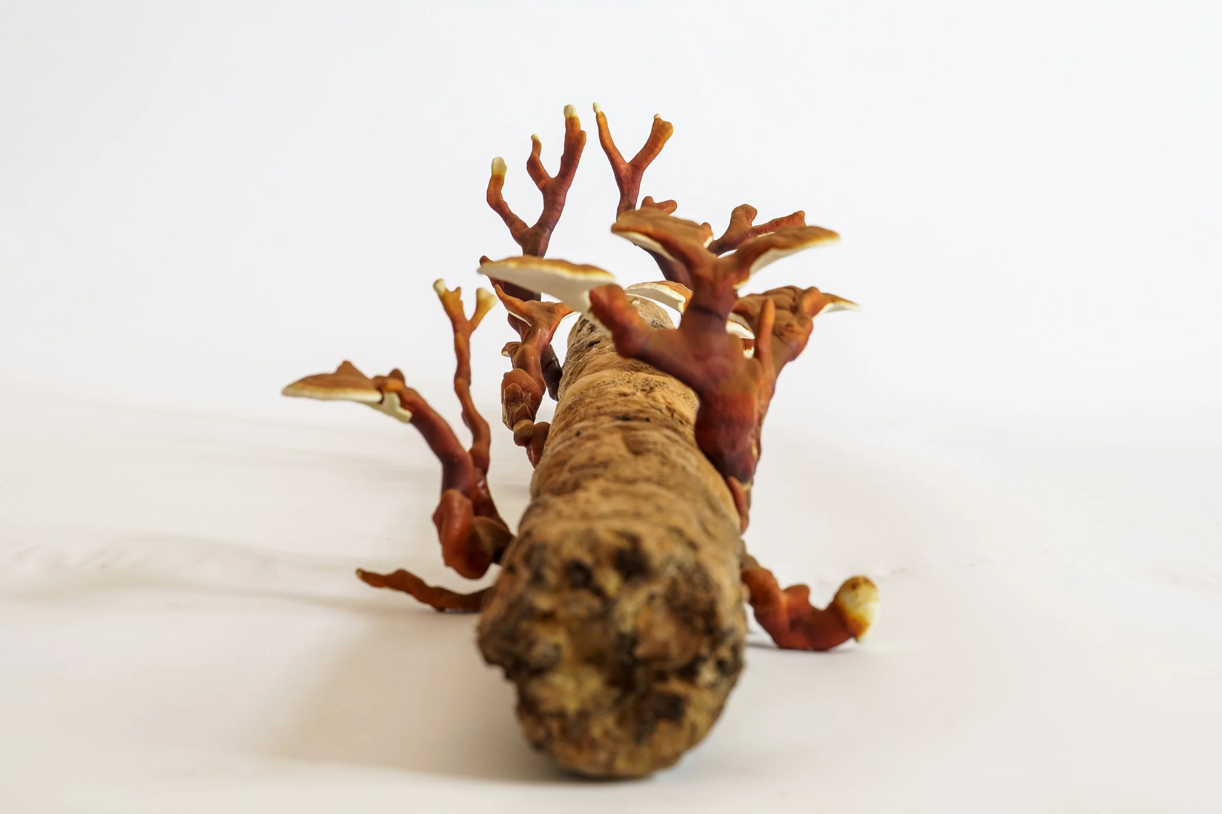 Webb_CompostCosmos_Reishi Log_Some Stuff Remix-9.JPG