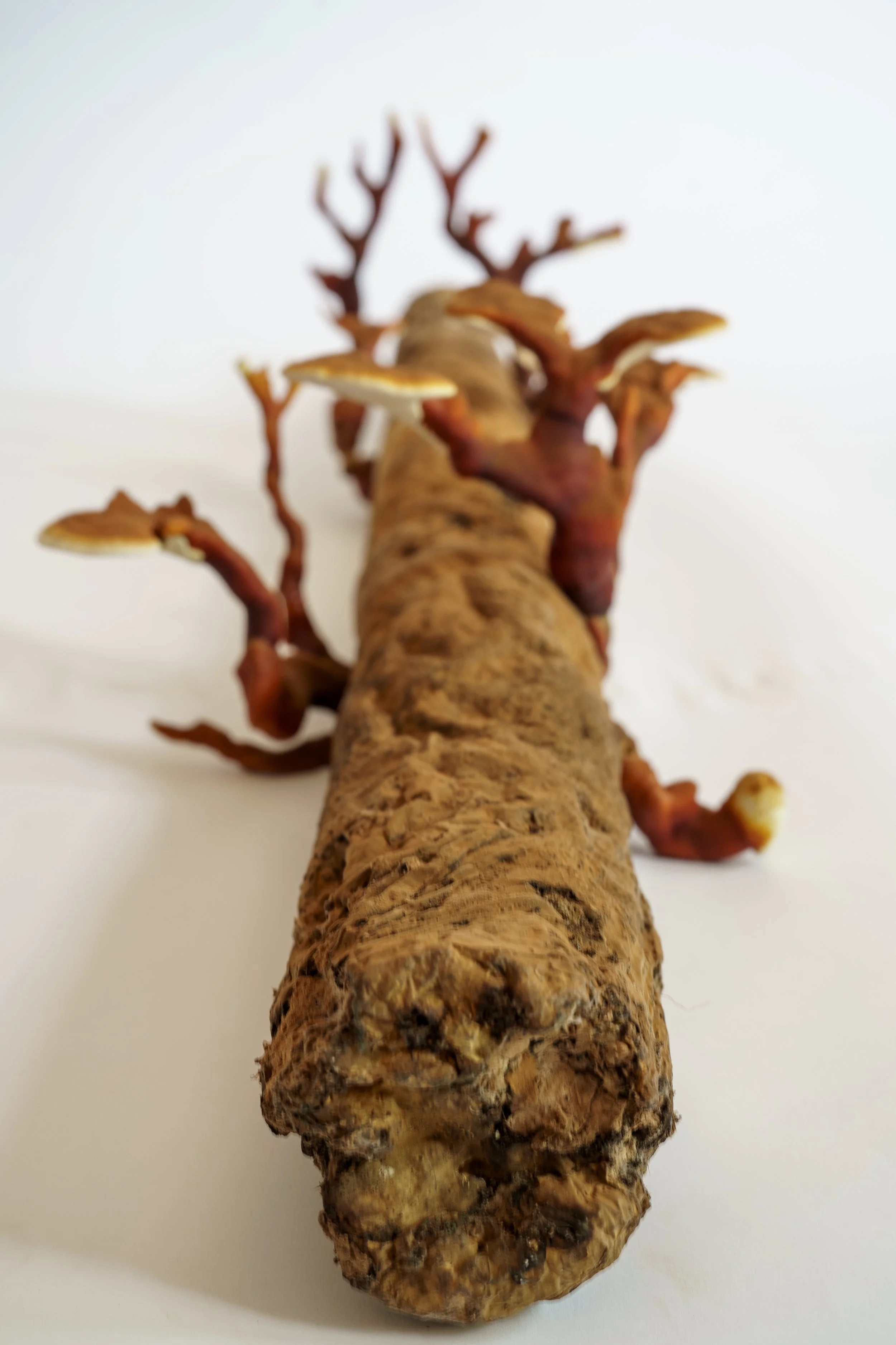 Webb_CompostCosmos_Reishi Log_Some Stuff Remix-8.JPG