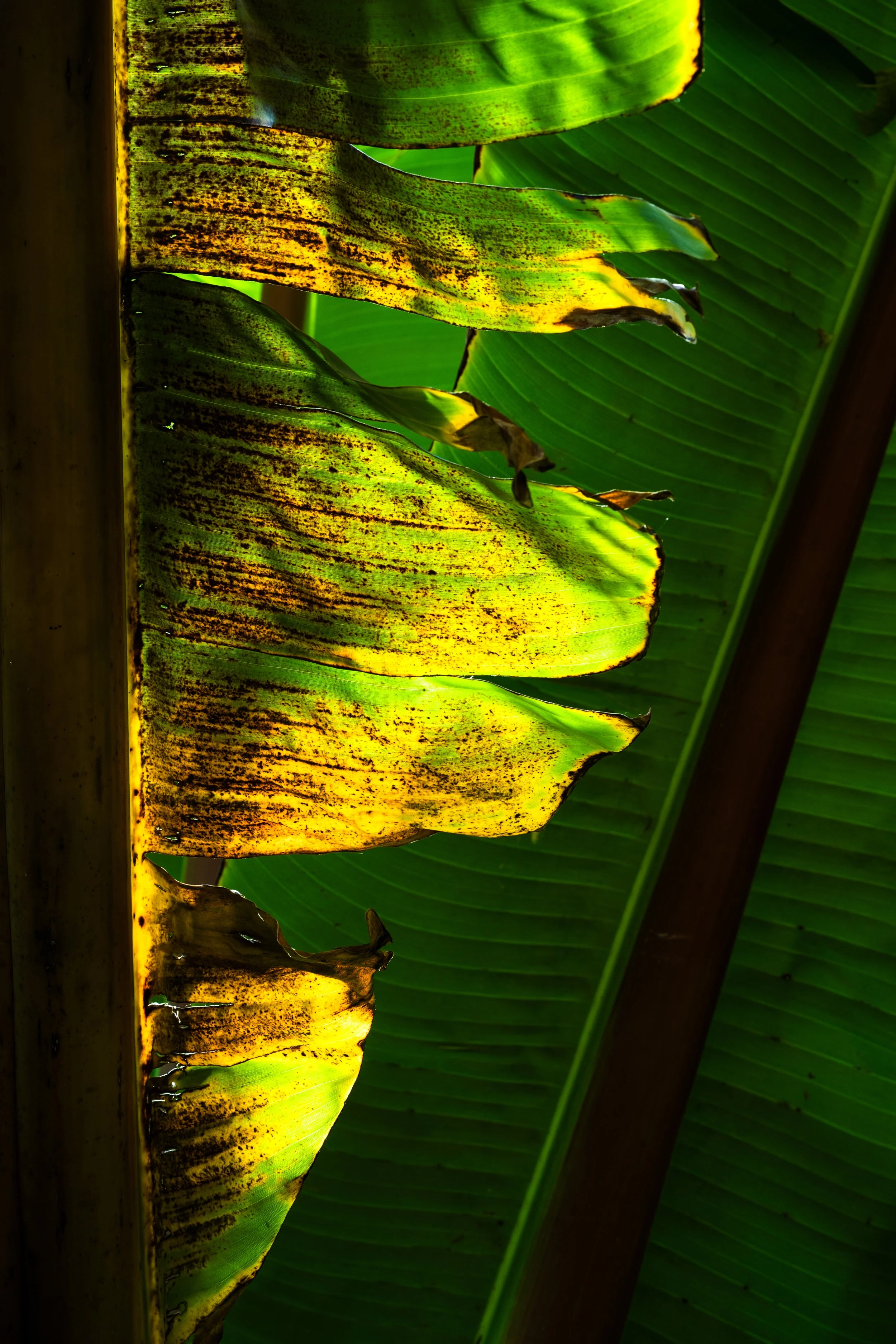 20260116-DSC09835-2.JPG