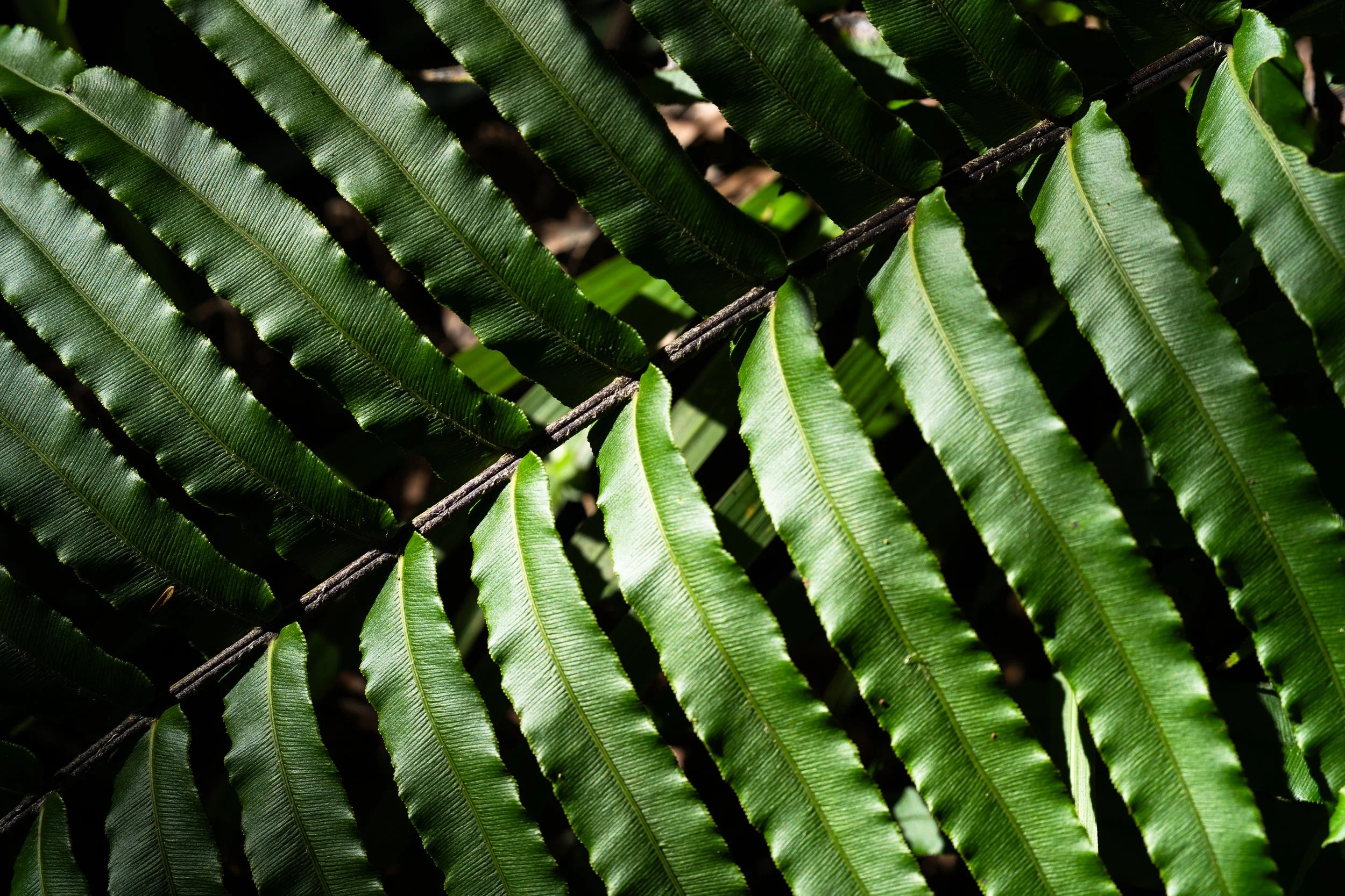 20260103-DSC01550.JPG